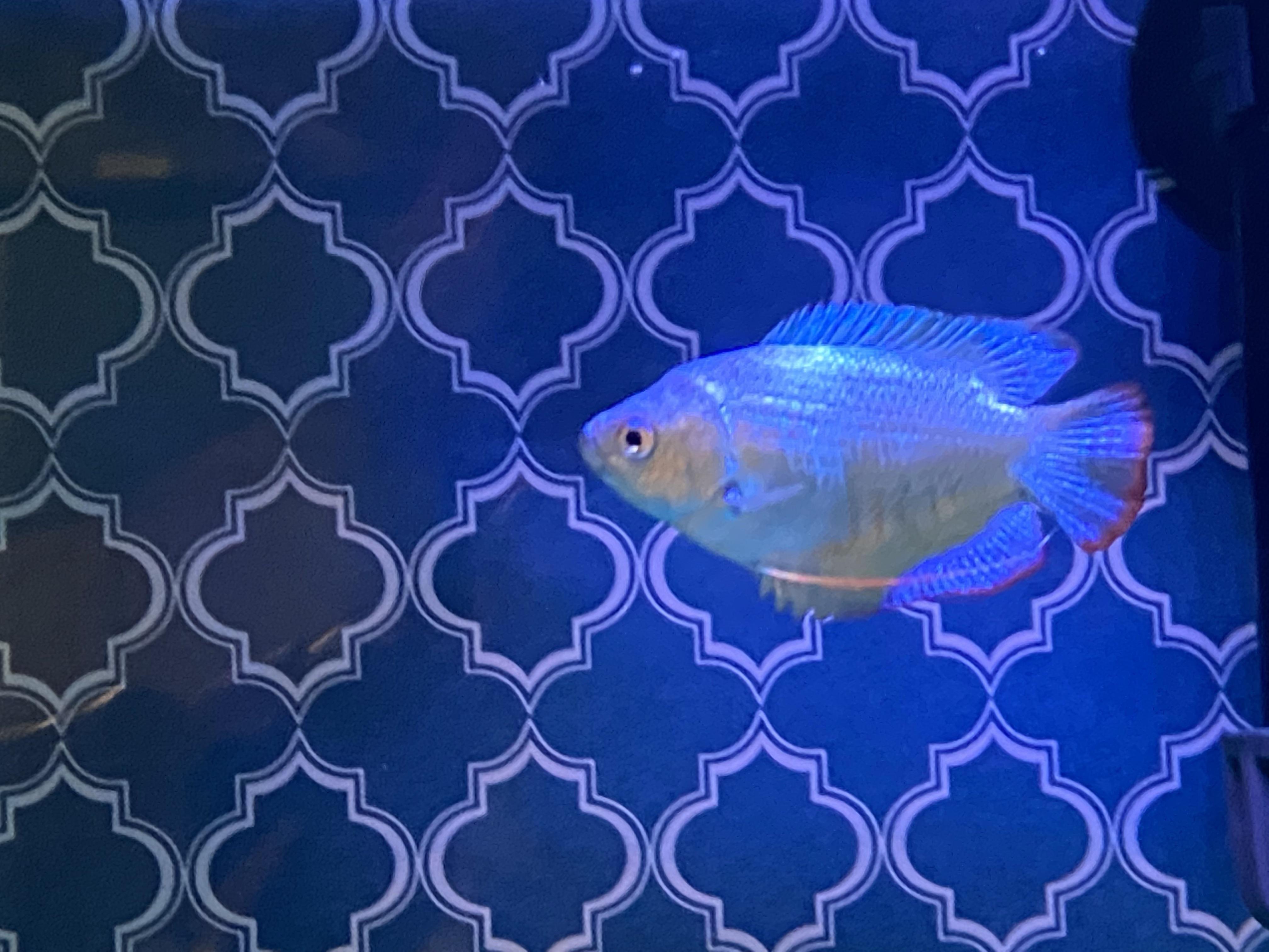 My first gourami Gourami