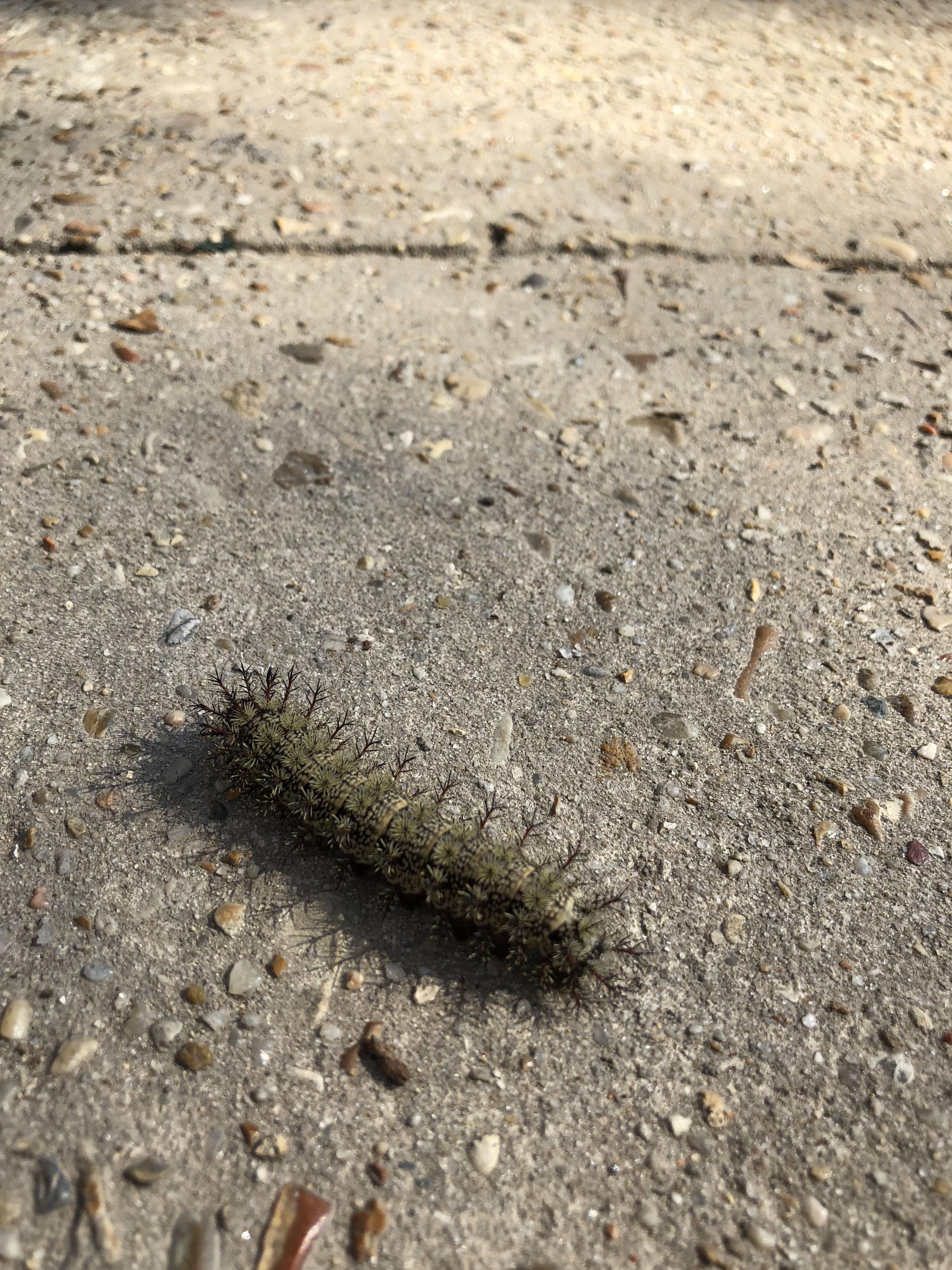 What is this caterpillar? Found on a sidewalk in New Orleans r