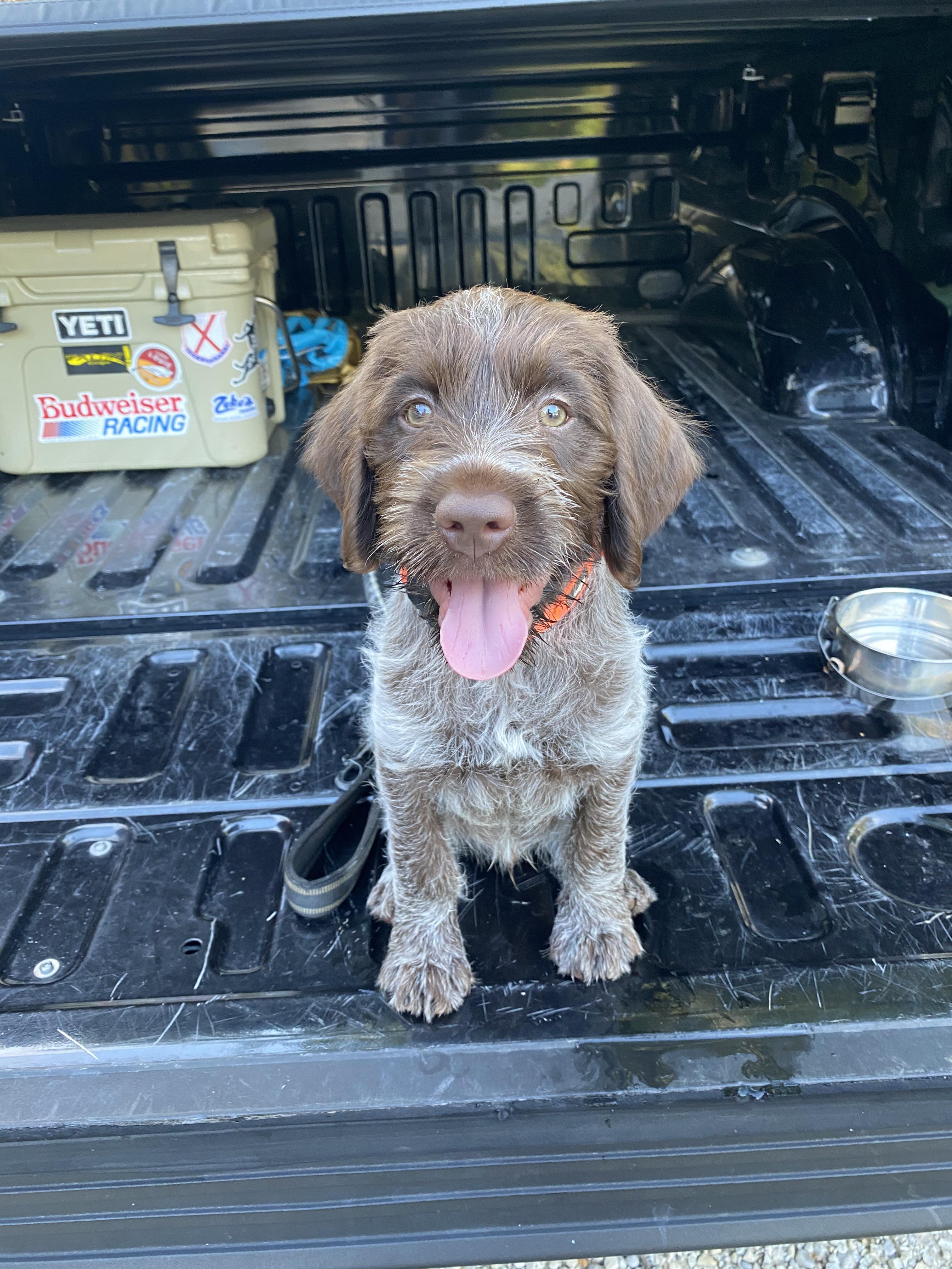 I could have bought a better cooler and a spray in bed liner for