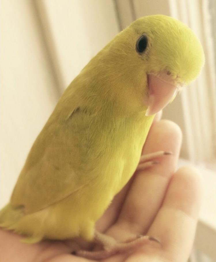 My sweet baby Lulu passed away inexplicably last night 😔 I feel terrible I couldn’t do anything