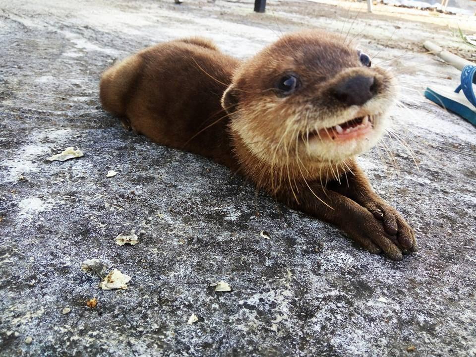 Naked otter : aww