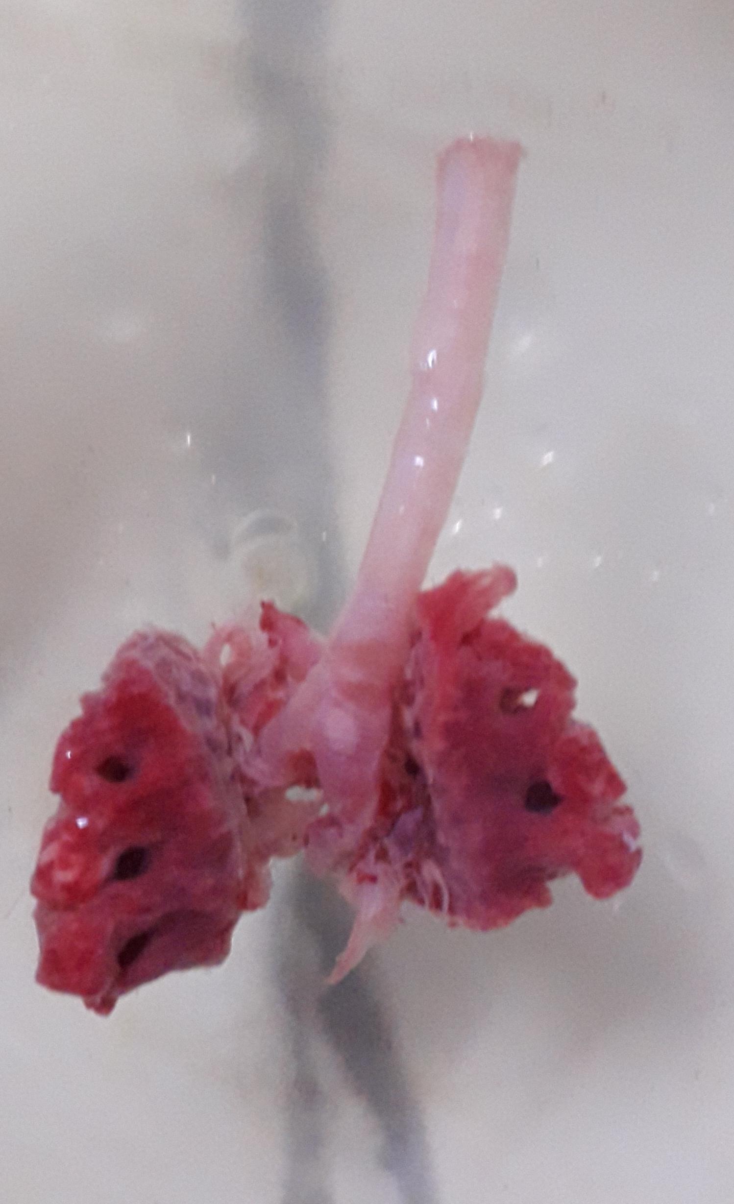 The chicken lung i found [NSFW]. r/mildlyinteresting