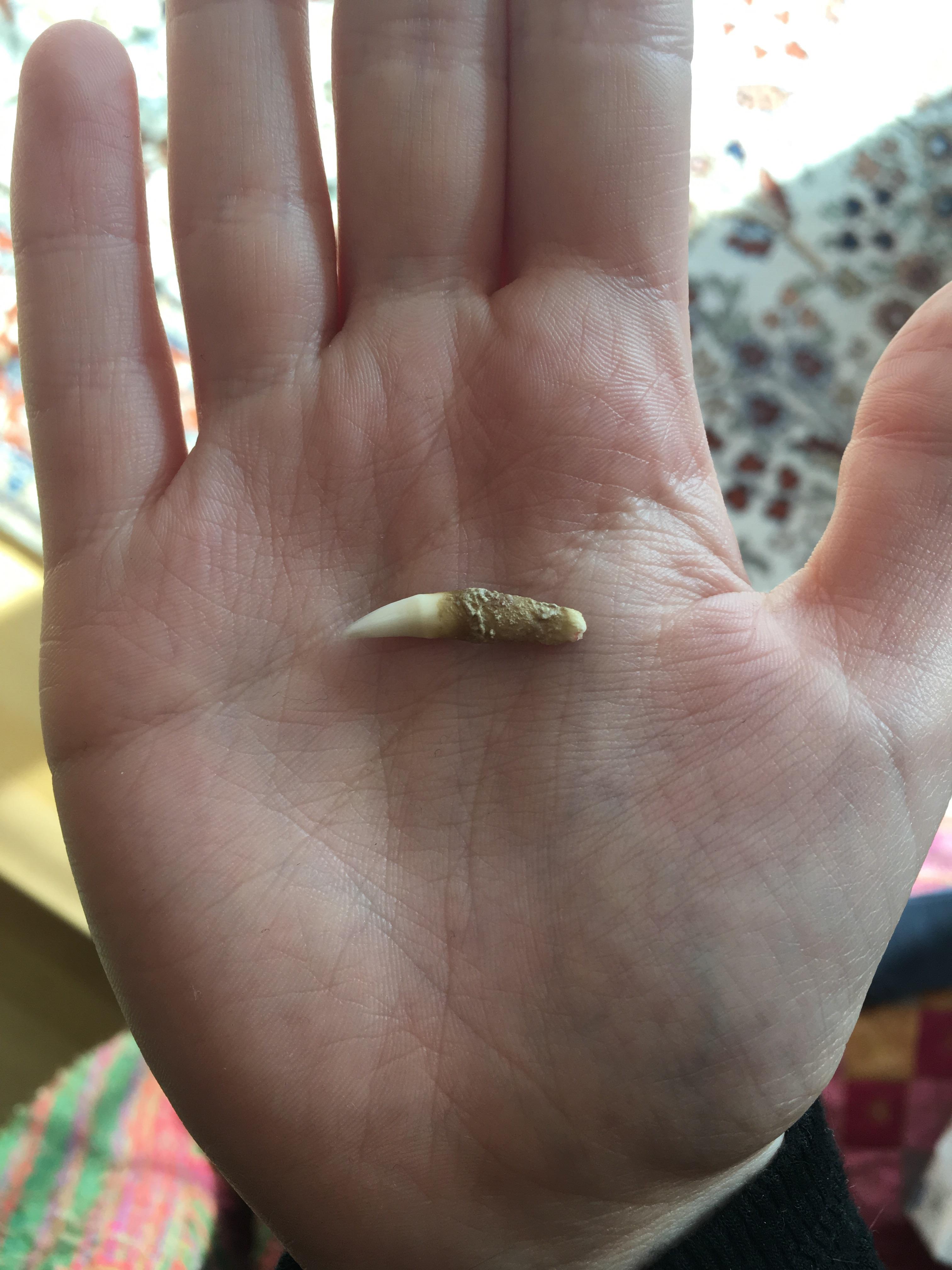 Do Cats Loose Teeth Like Dogs