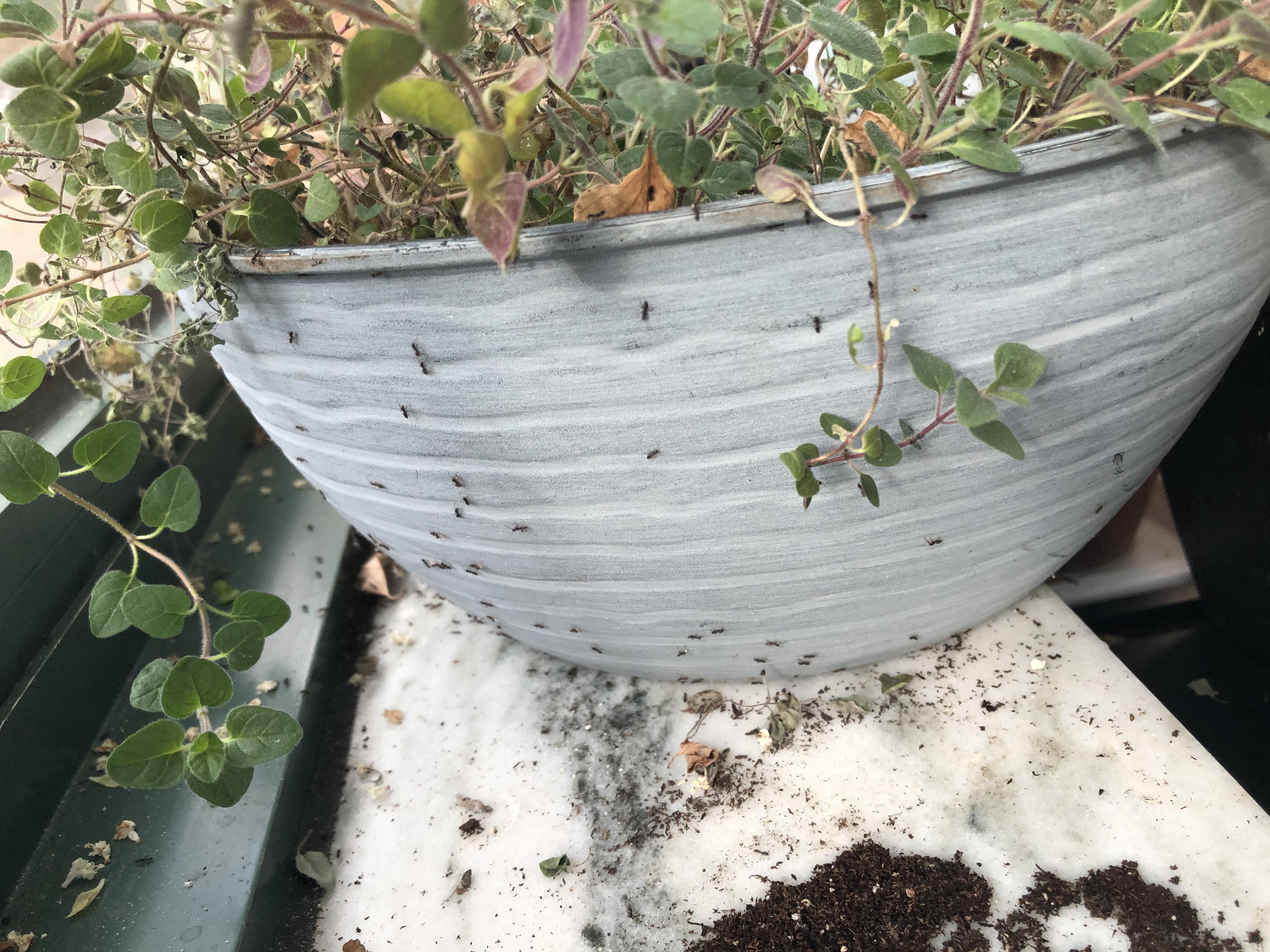 Will ants kill my oregano plant? r/plantclinic