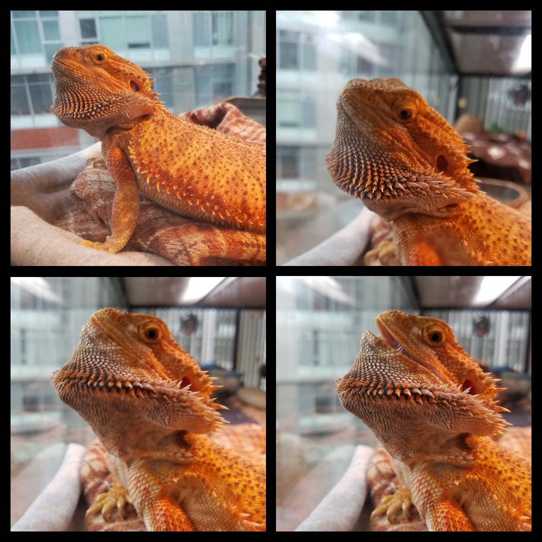 Collection 105+ Pictures Why Do Lizards Puff Out Their Throat Full HD