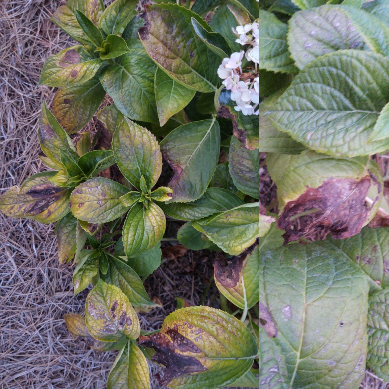 Hydrangeas dying? Need help! r/gardening