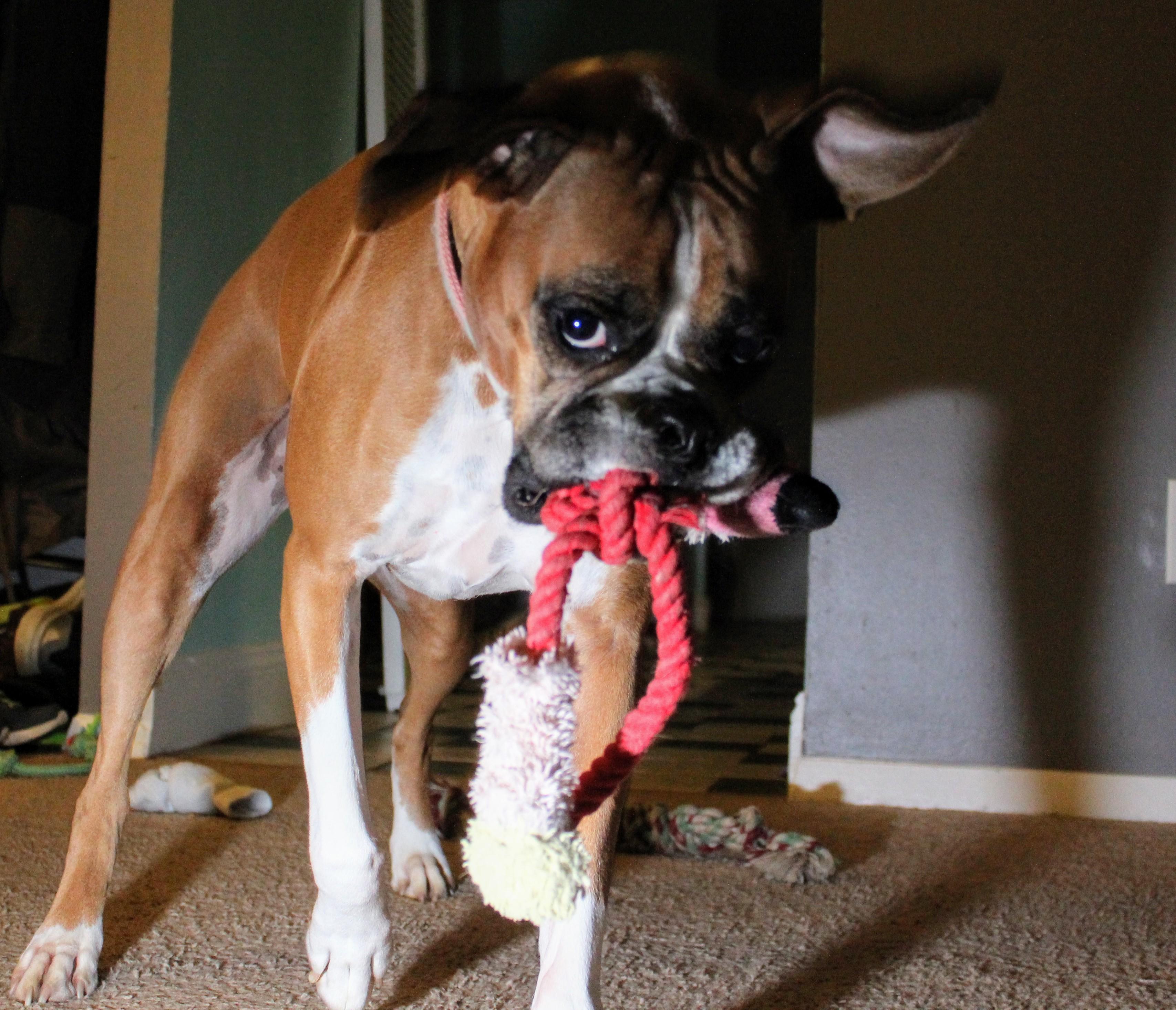 Miss Penny during some late night zoomies ! r/Zoomies