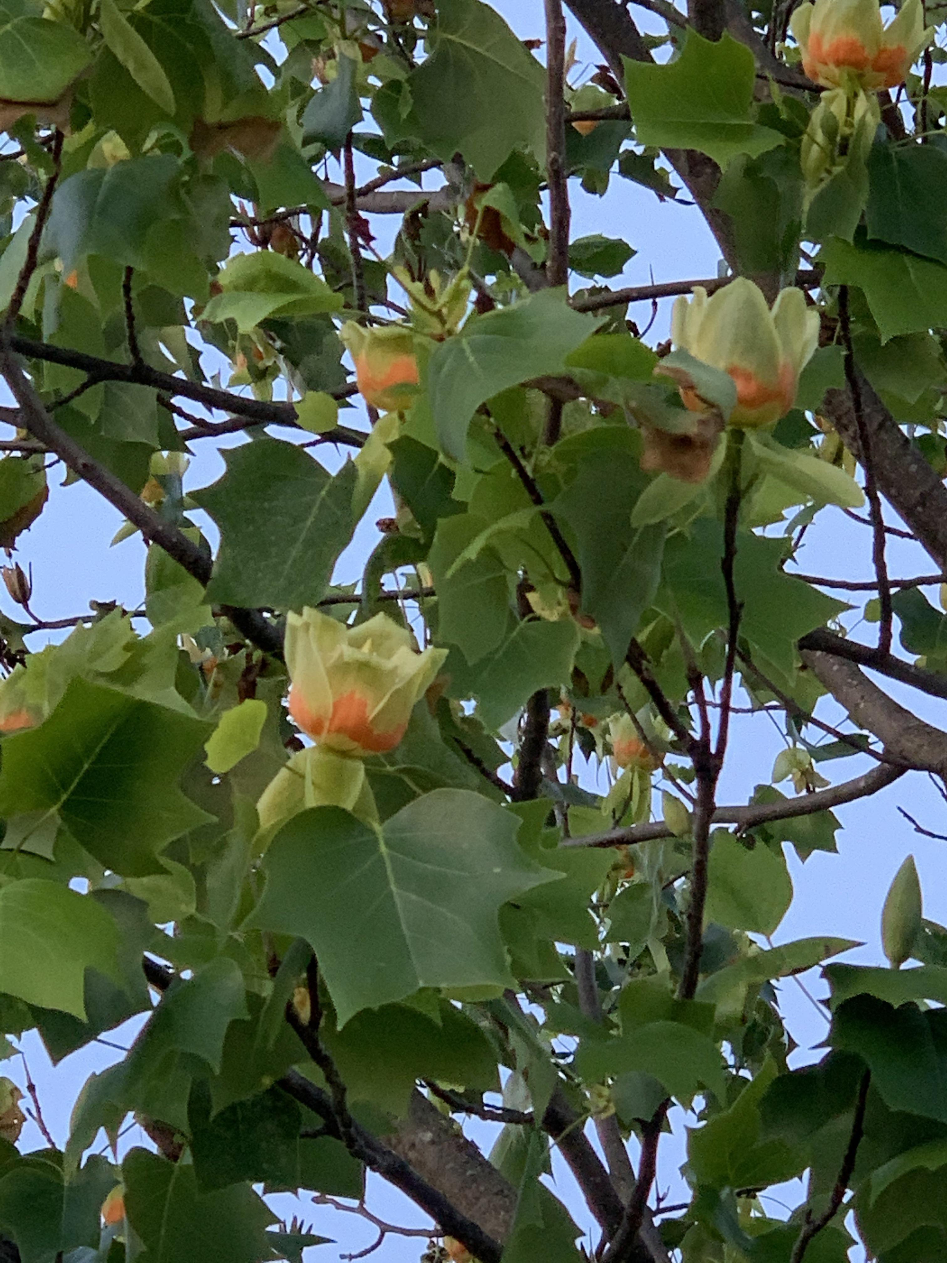 Arkansas Tree Identification r/gardening