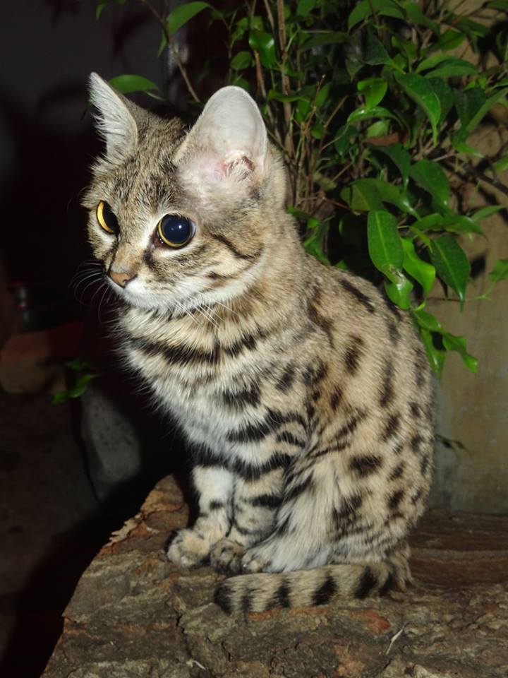An Anthill tiger, more commonly known as a Blackfooted cat. It may