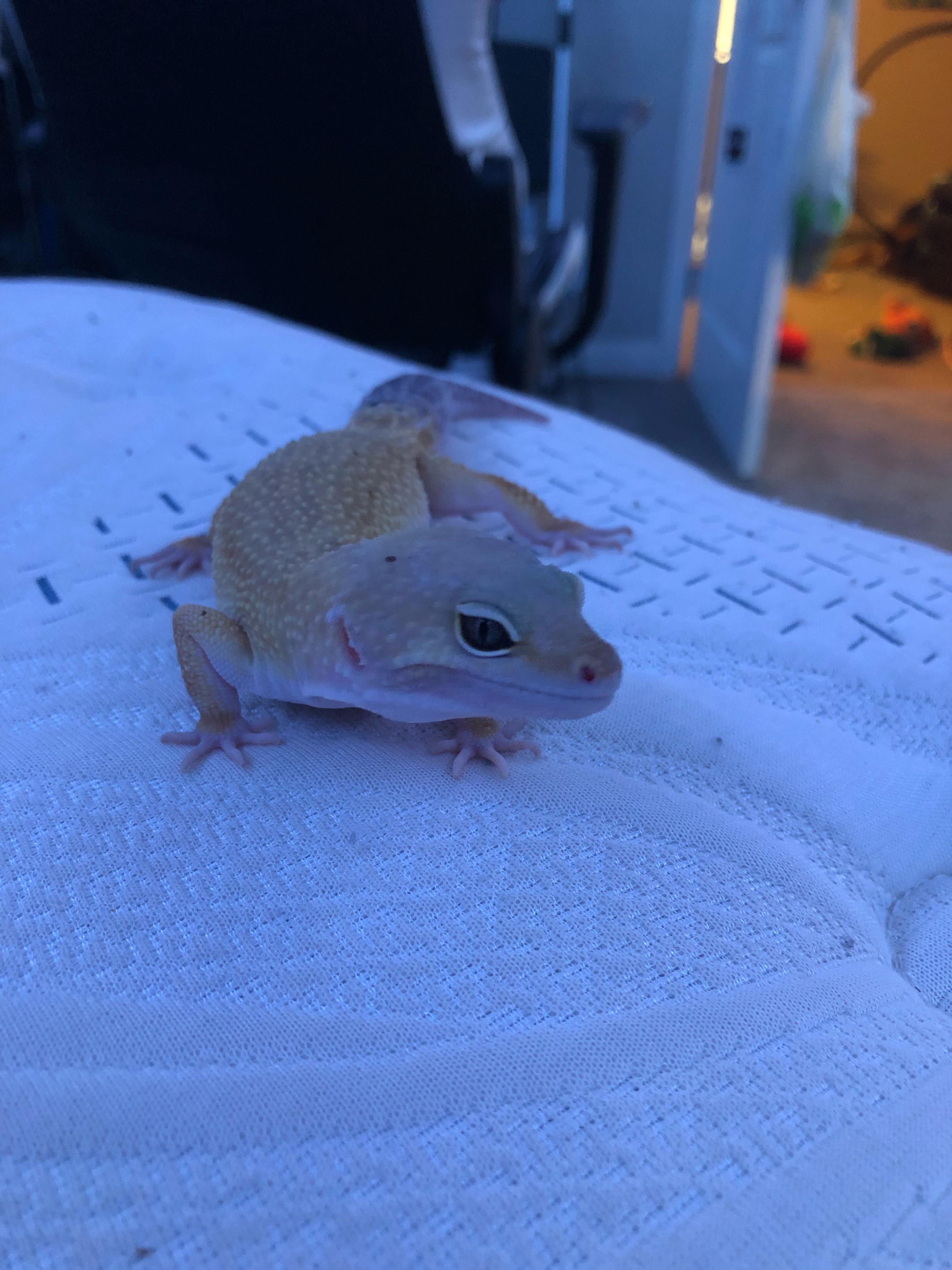 Why doesn’t my leopard gecko like substrate? We have been using Eco