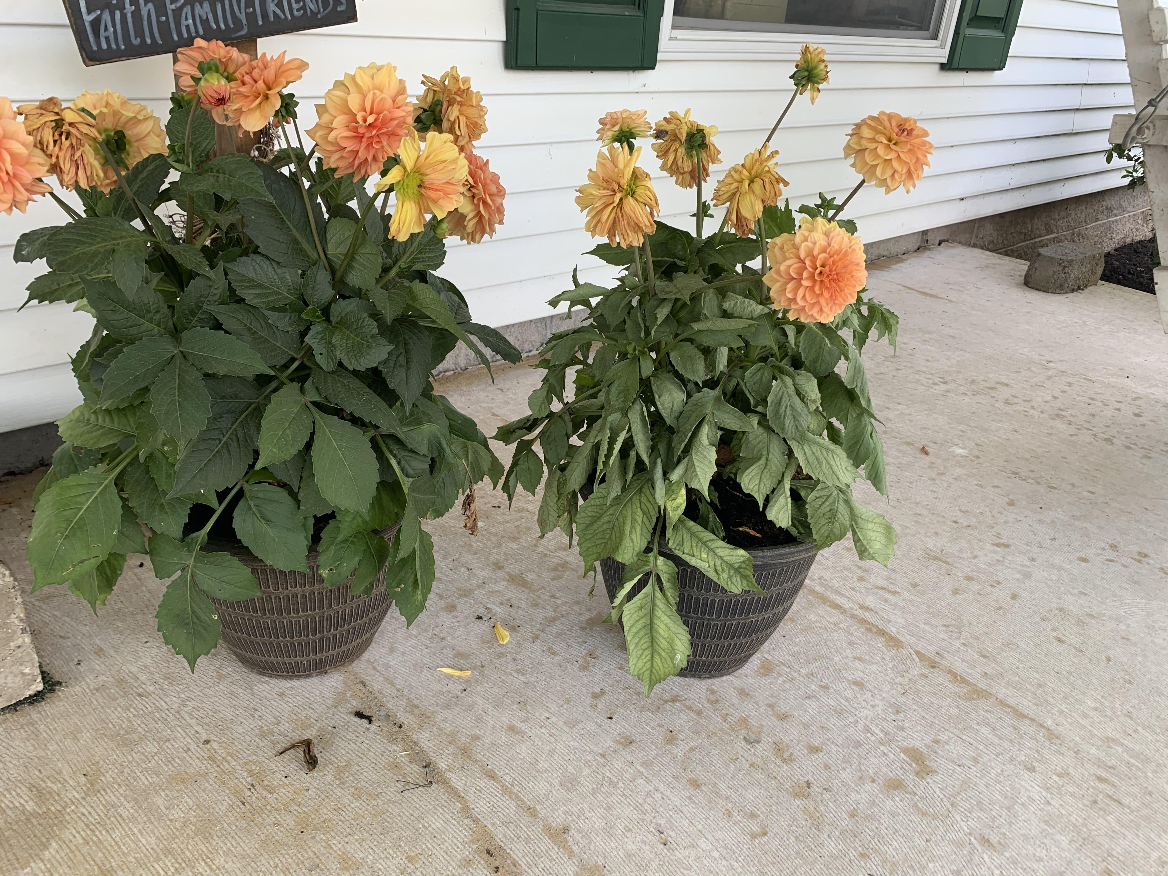 One dahlia is struggling. I bought both plants together and have
