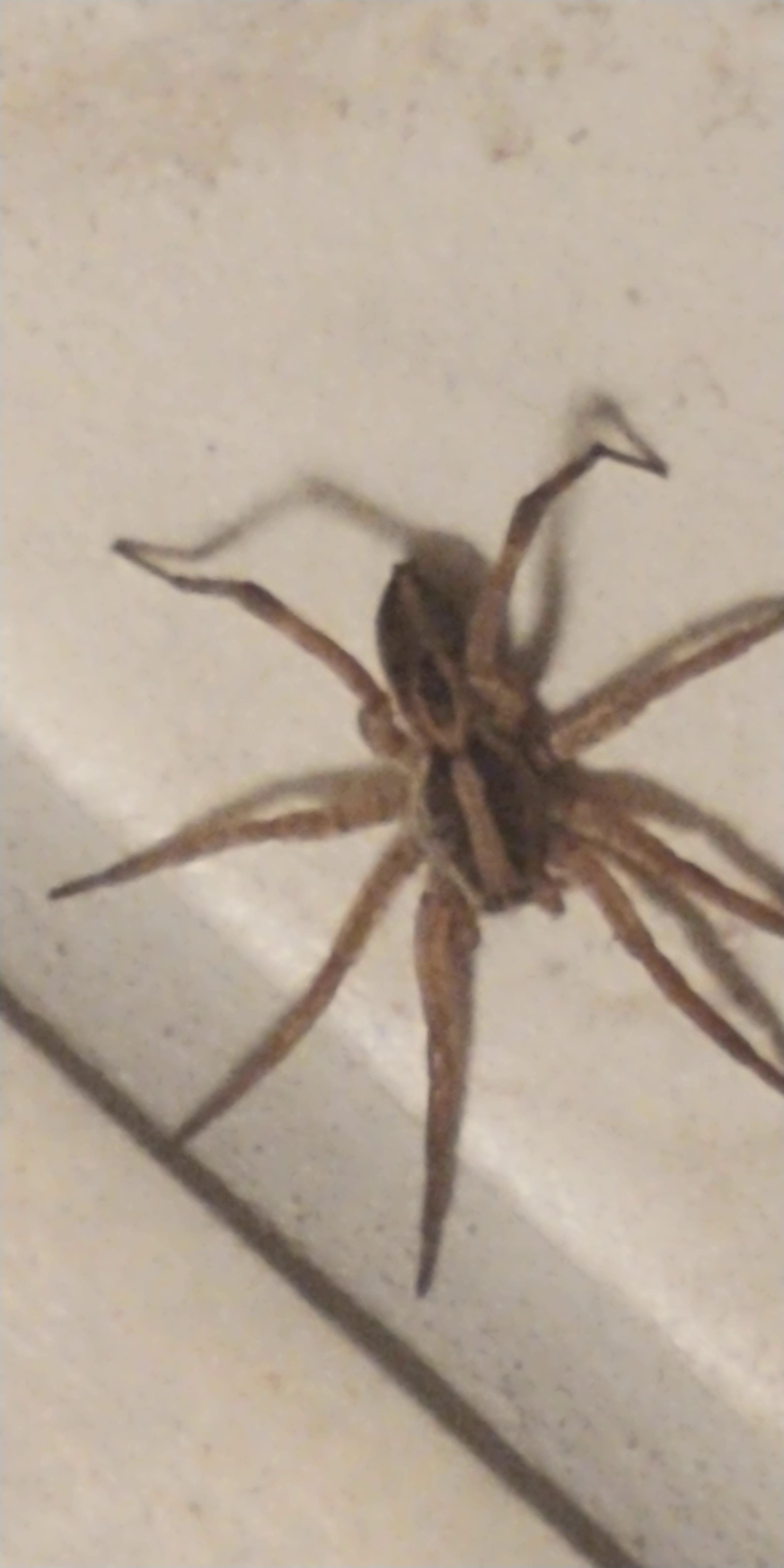 is this a brown recluse spider found inside bathroom Richmond Kentucky