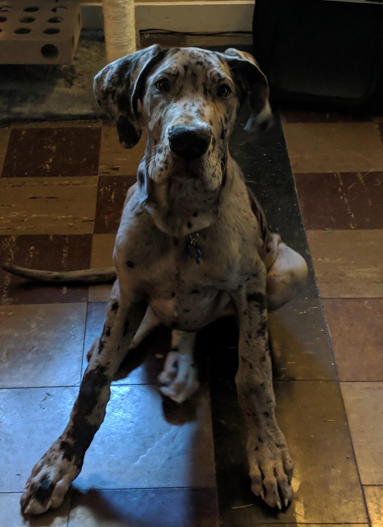 What Does It Mean If A Dog Is The Runt Of The Litter