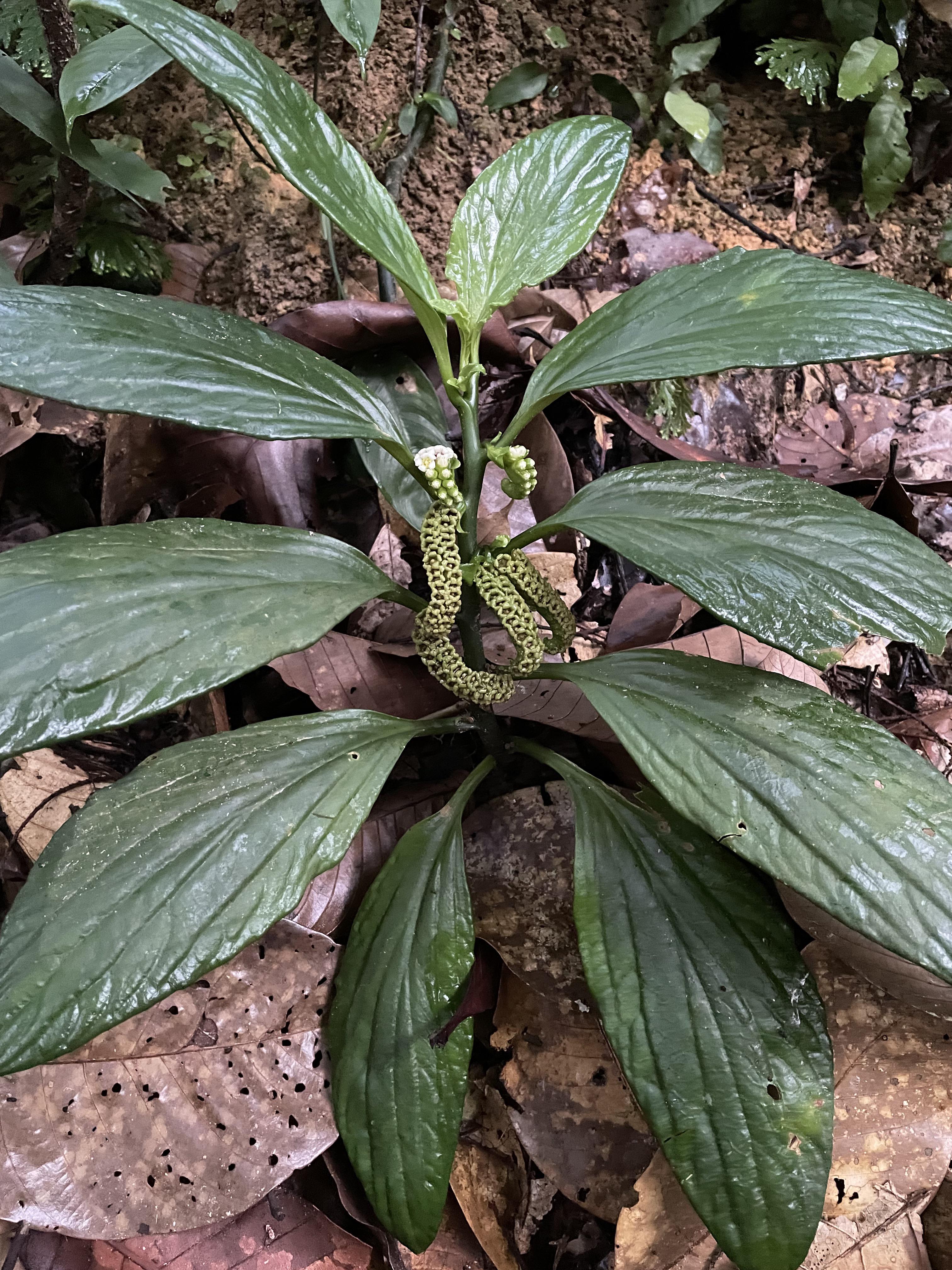    , Scorpion’s tail plant [OC/3024x4032] r