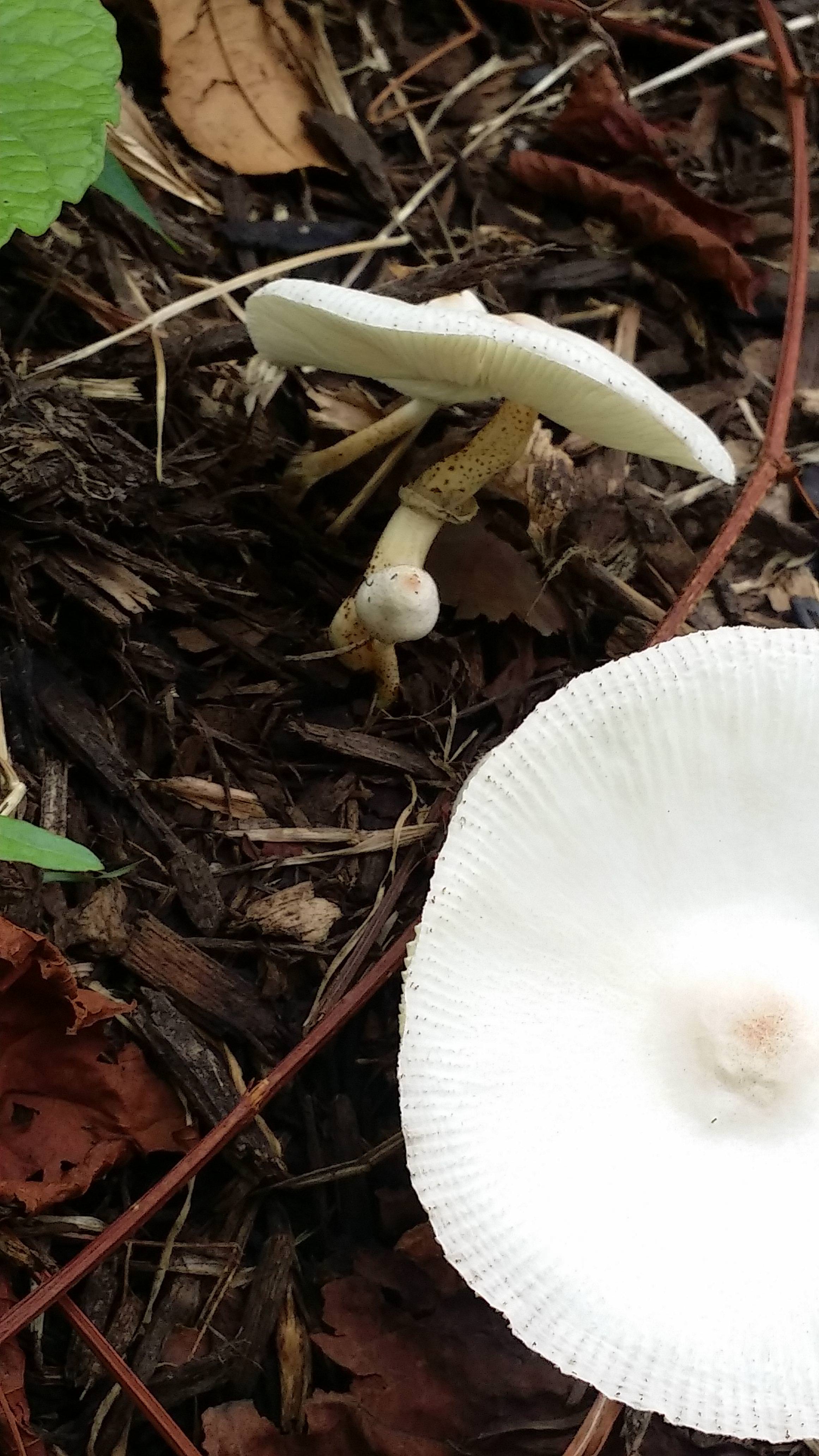 ID Request White mushrooms on soil beside tree. Location Singapore