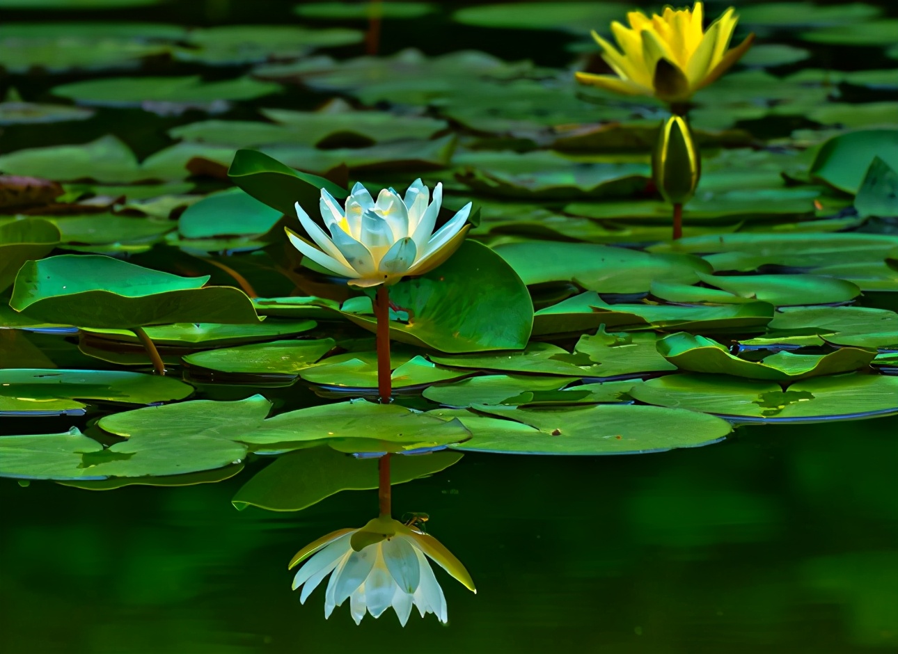 lotus,The flower that blooms in adversity is the most rare and