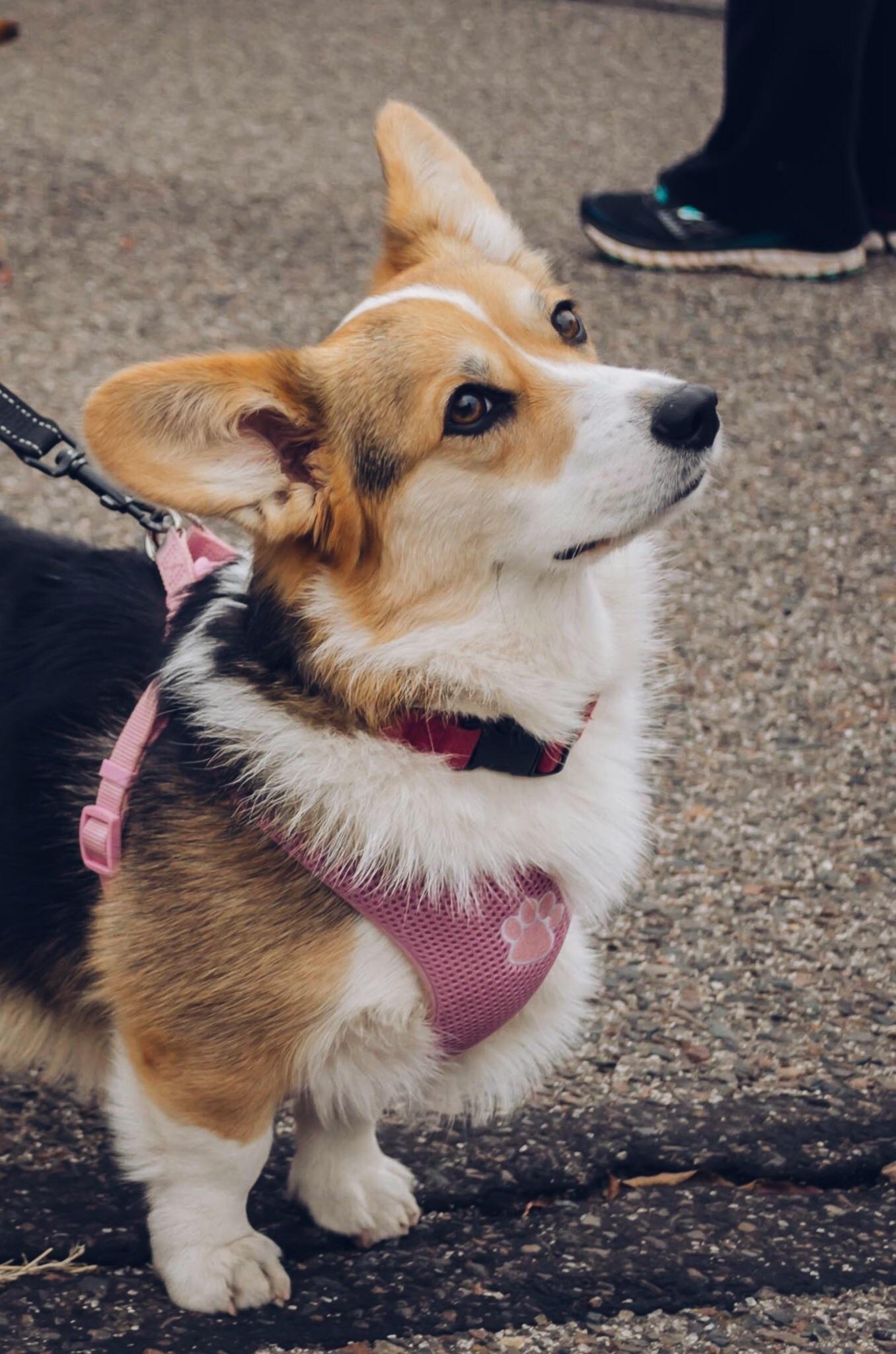 My Truffle, passed her test to a certified therapy dog this week. I’m so proud of