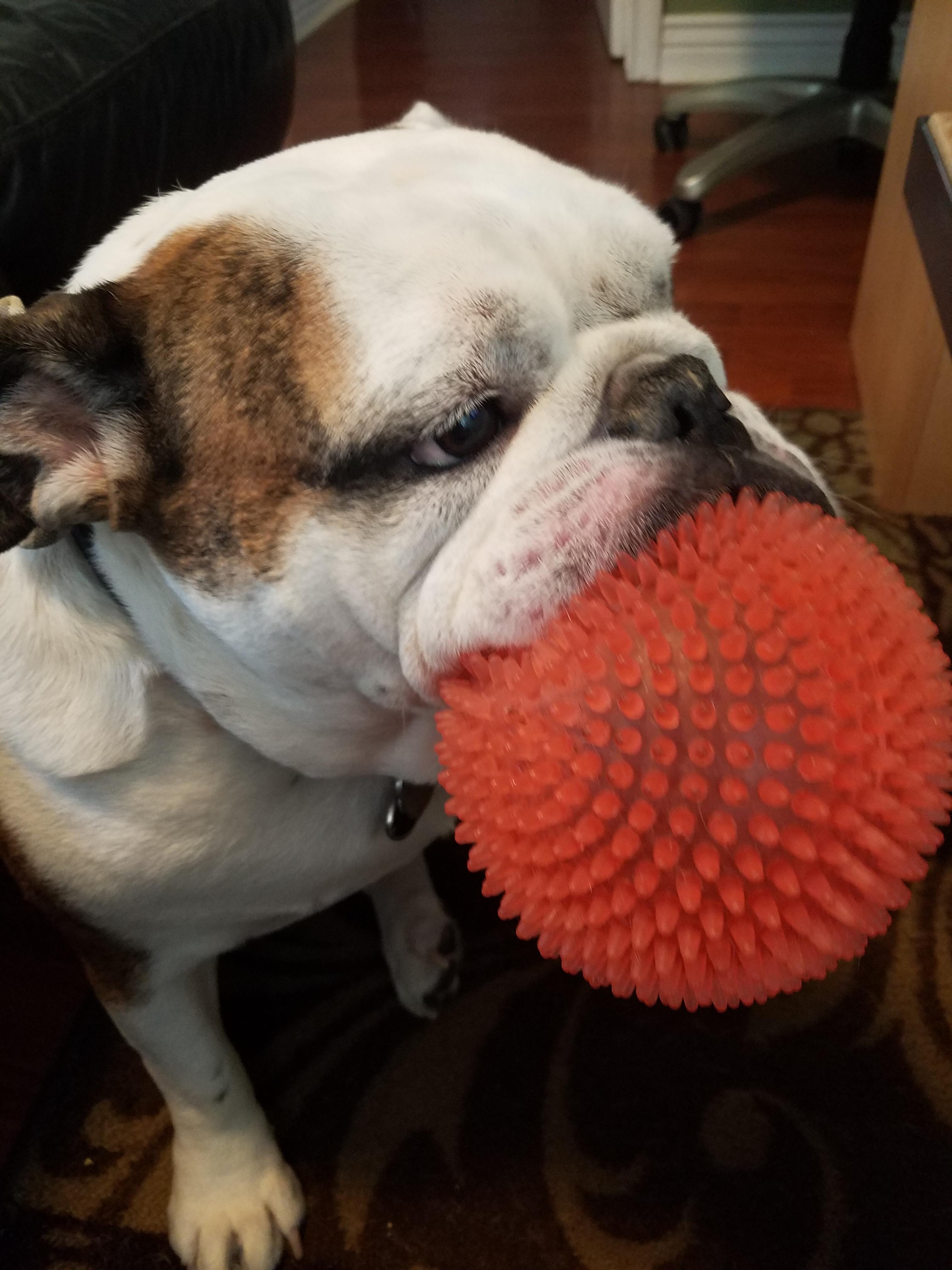 Bee sting tongue? Bulldogs