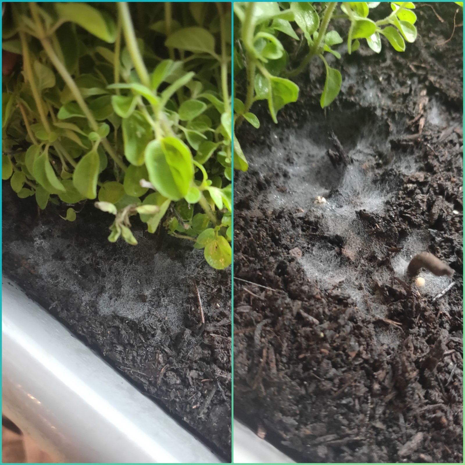 How do I get rid of this spider mould on my indoor plants?? r