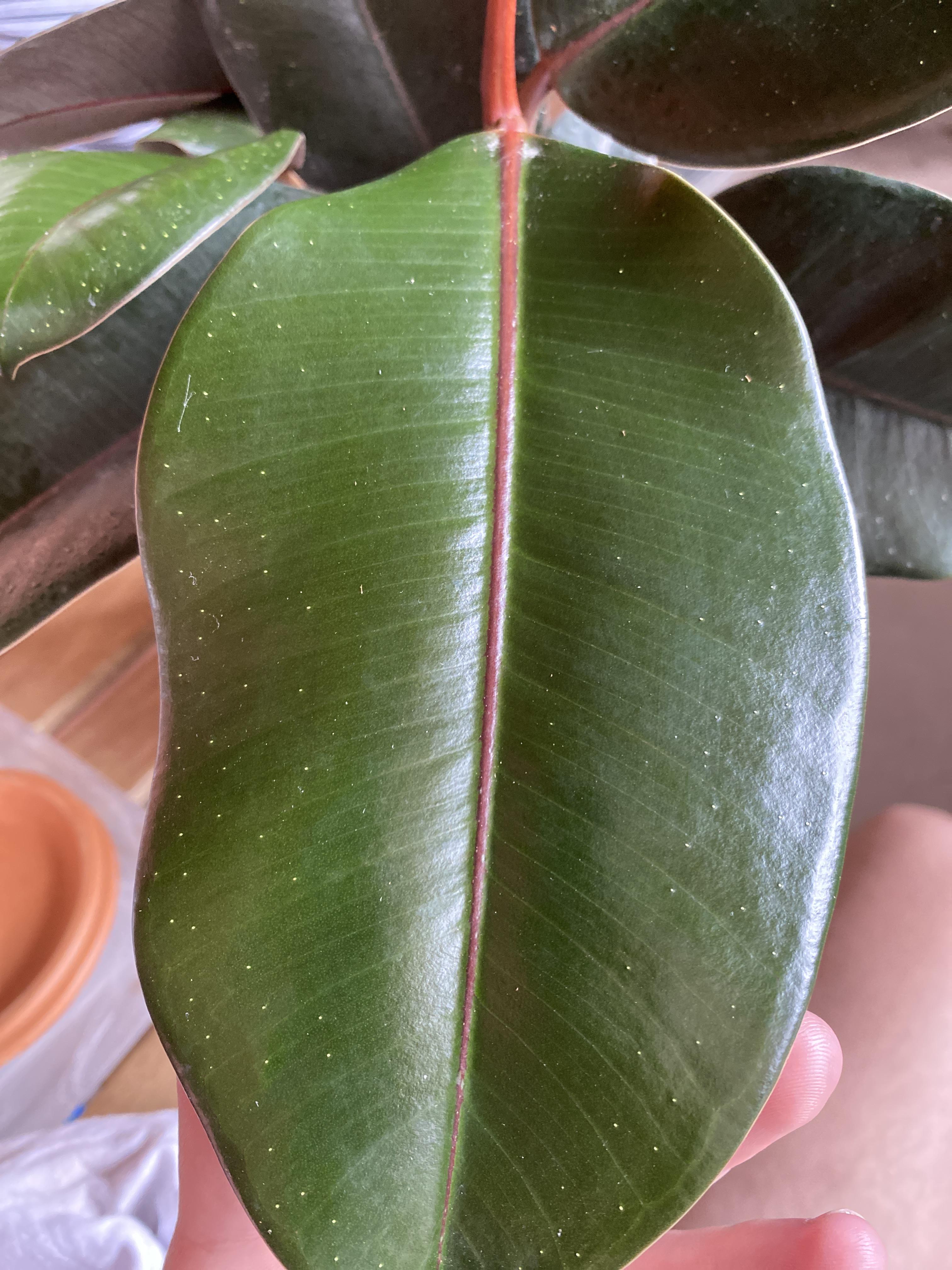 What are those white dots on the leaves of Ficus? I see many other