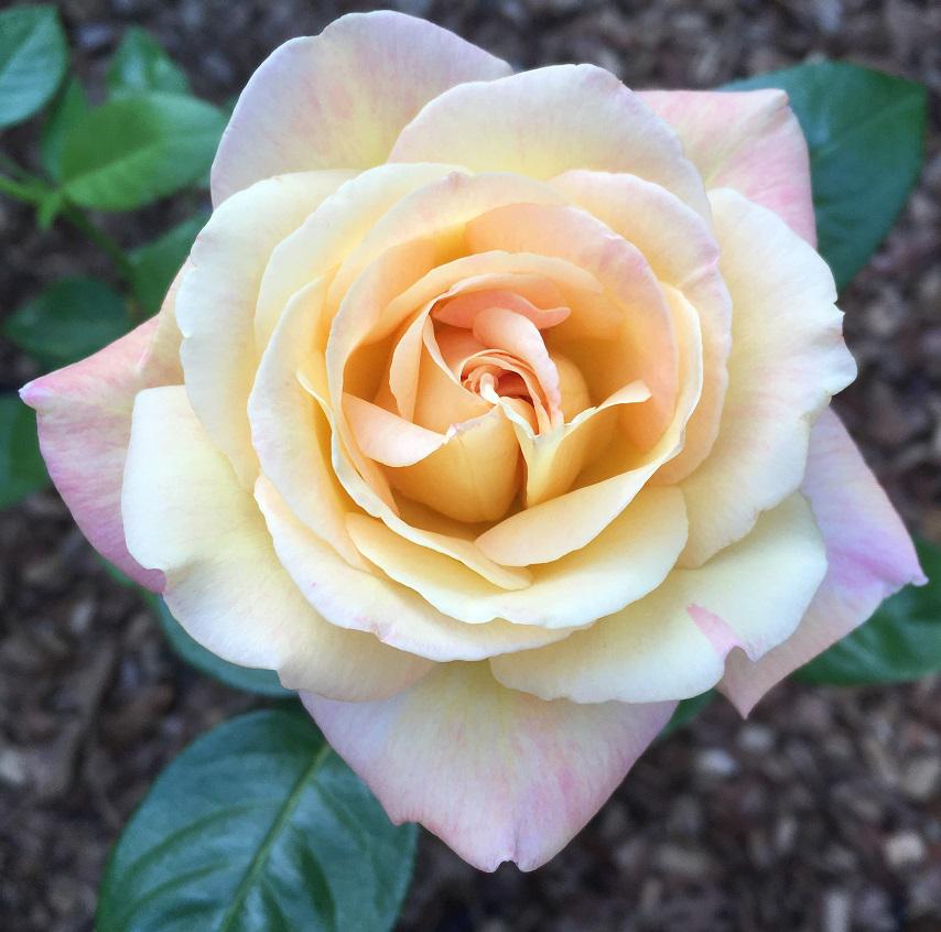 An Old Fashioned Rose r/Roses