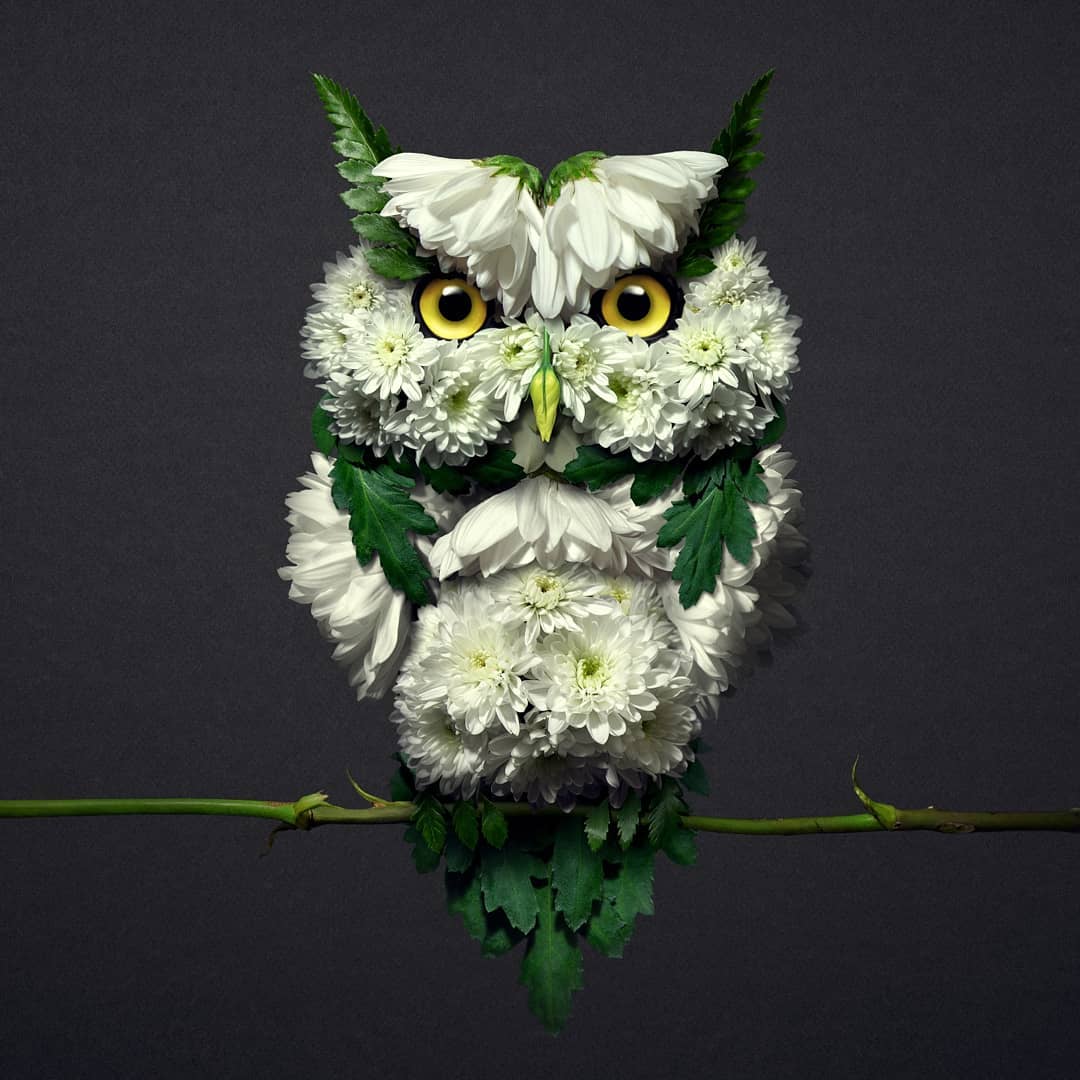 Owl Made Of Flowers canvaspoint
