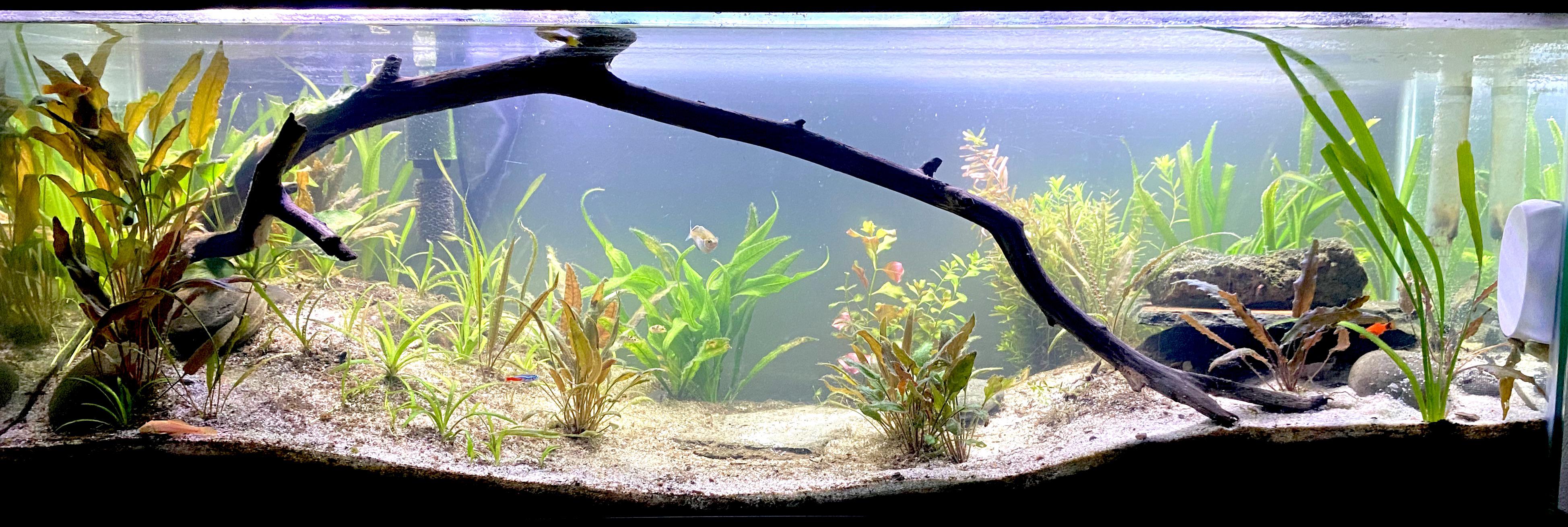 Fish tank review!👏🏽 r/fishforthought