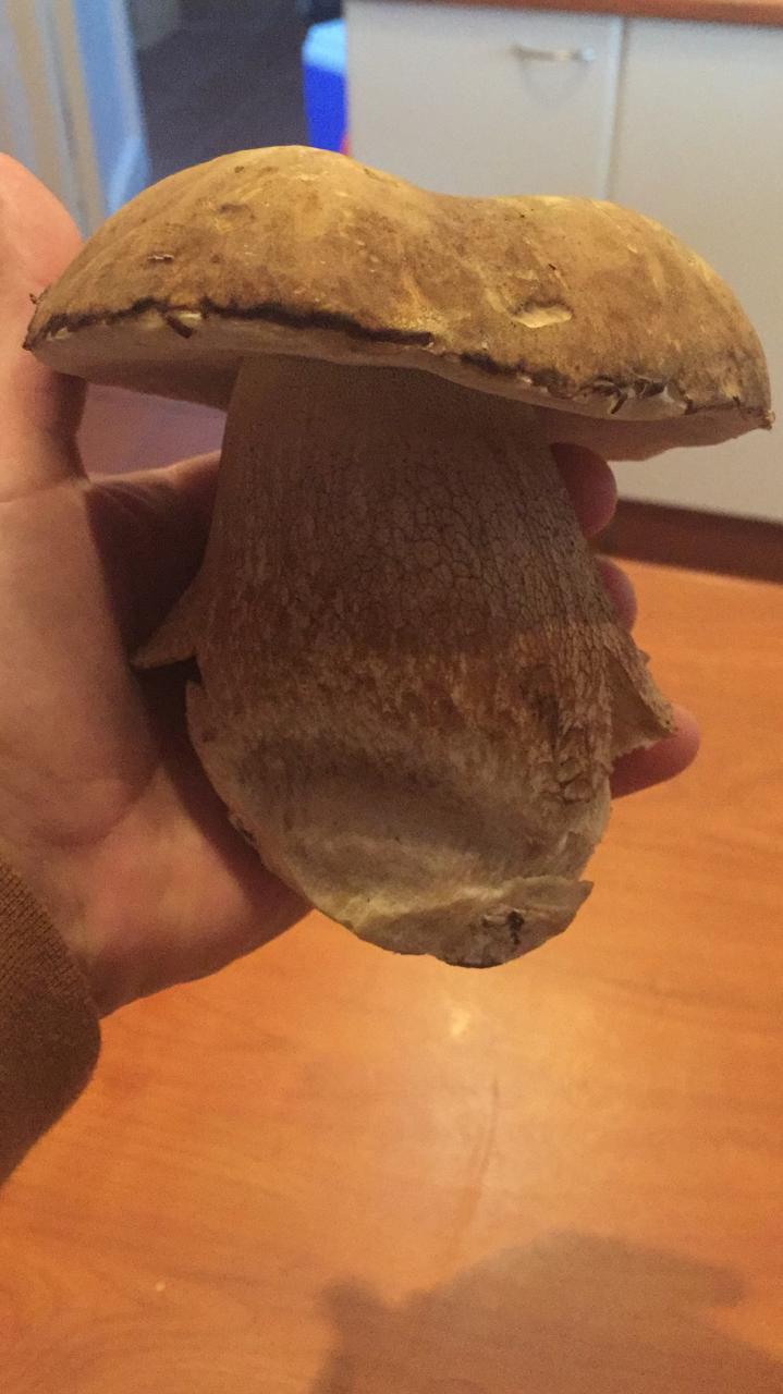 This porcini I found in my local forest. Cape Town, South Africa. r