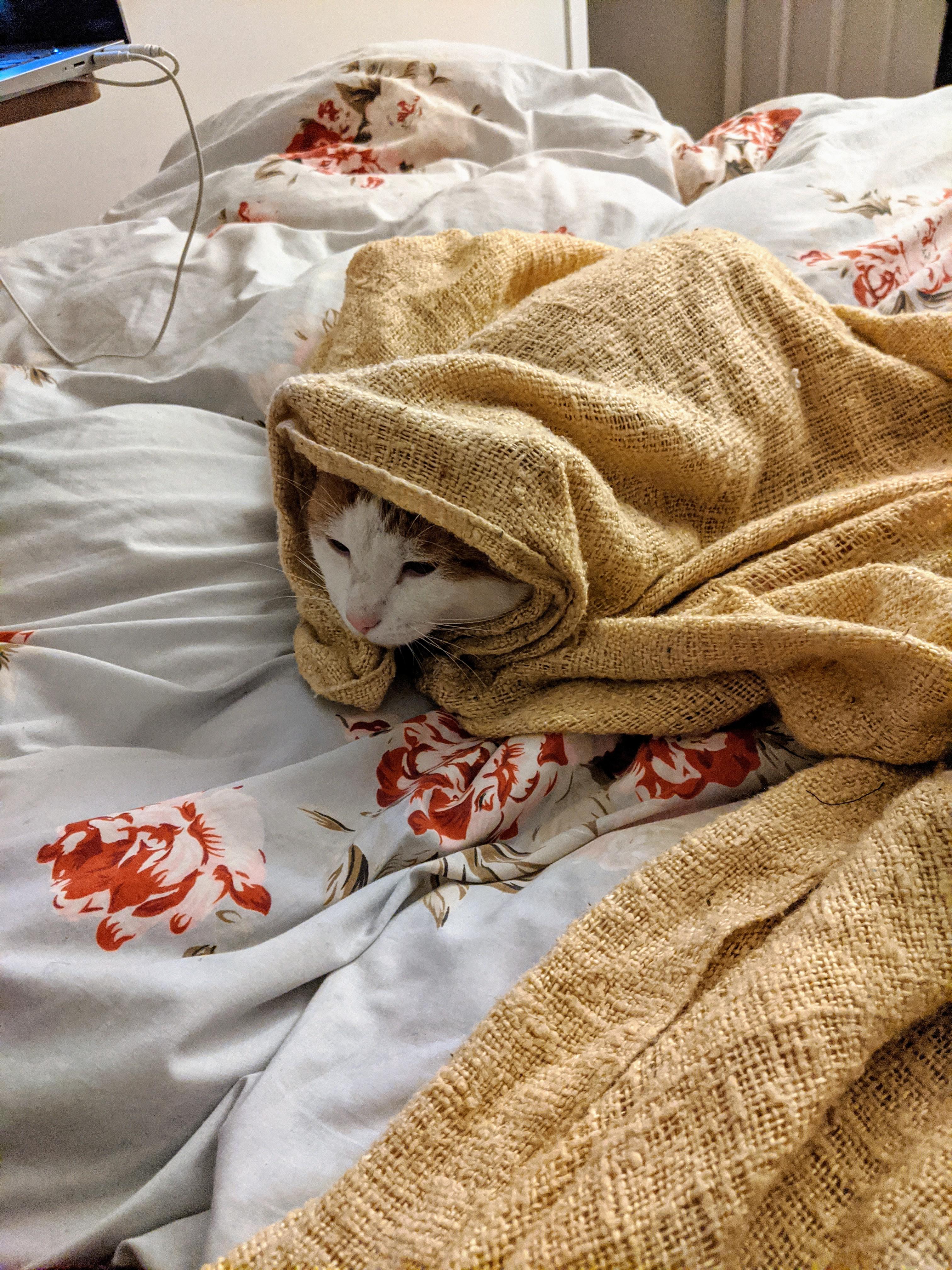 I love having a cat who likes to be tucked in. r/tuckedinkitties