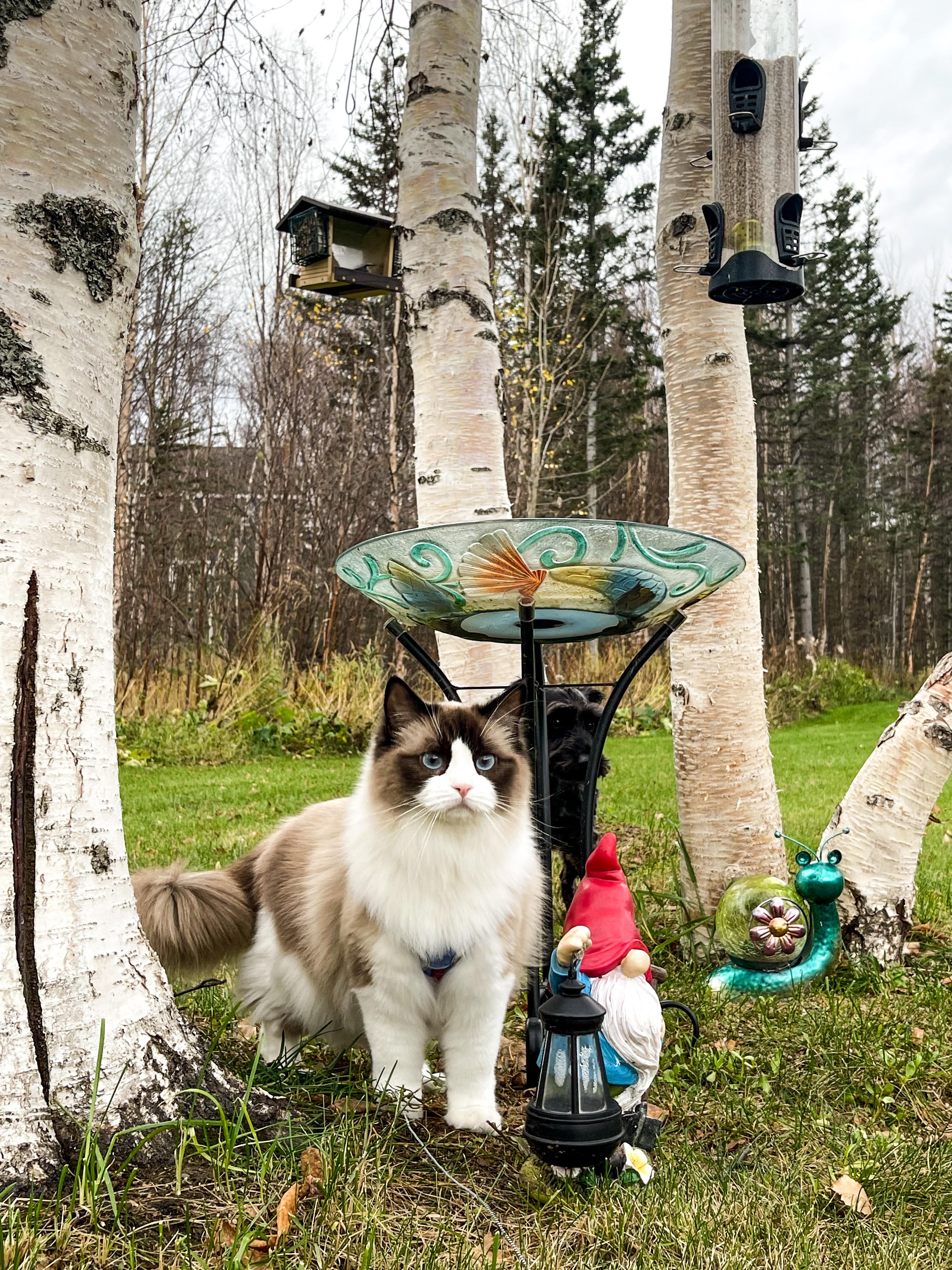 Luna out on the prowl r/ragdolls