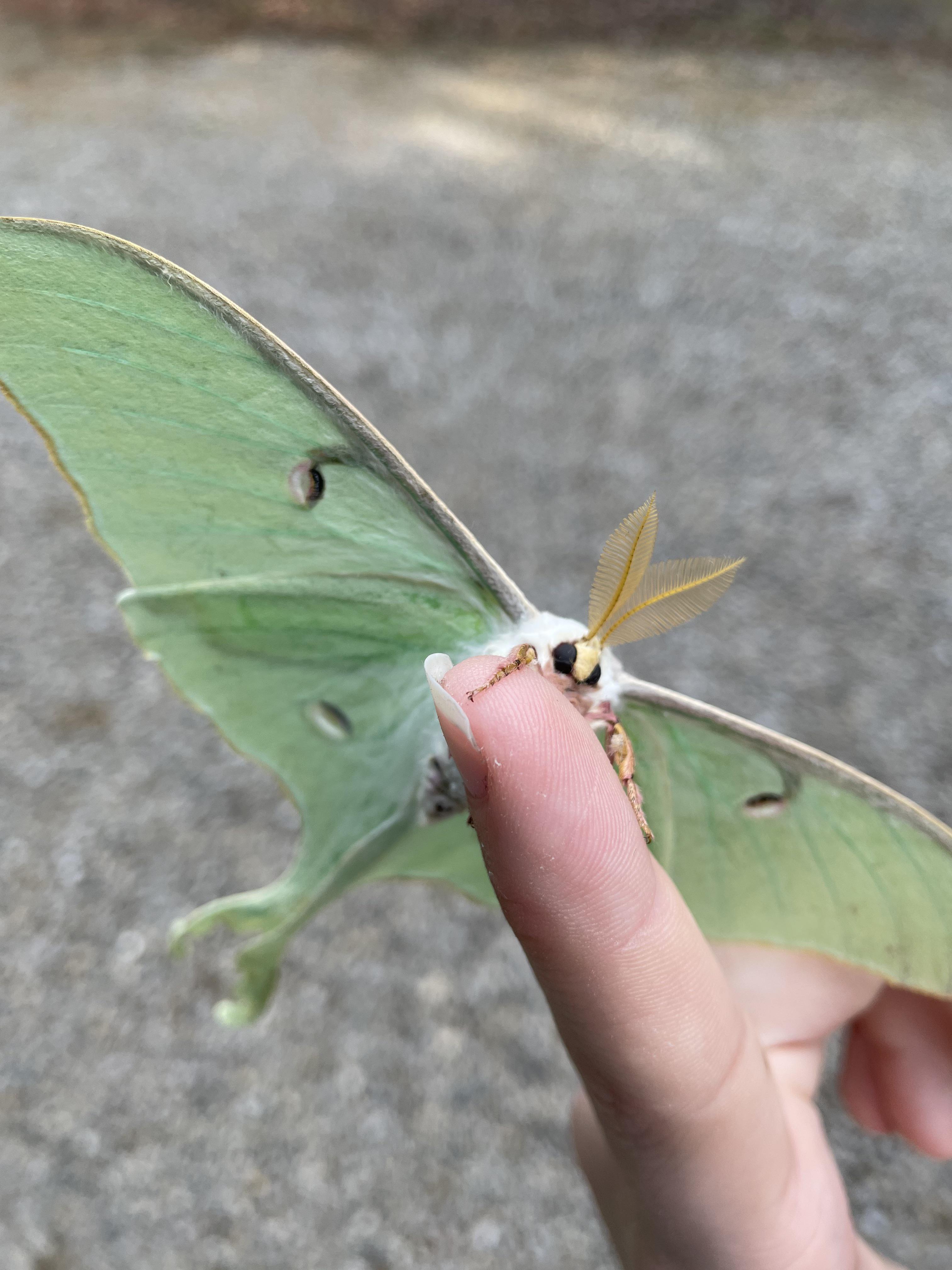 Fuzzy bunny moth I hatched a couple years ago from cocoon. Native to