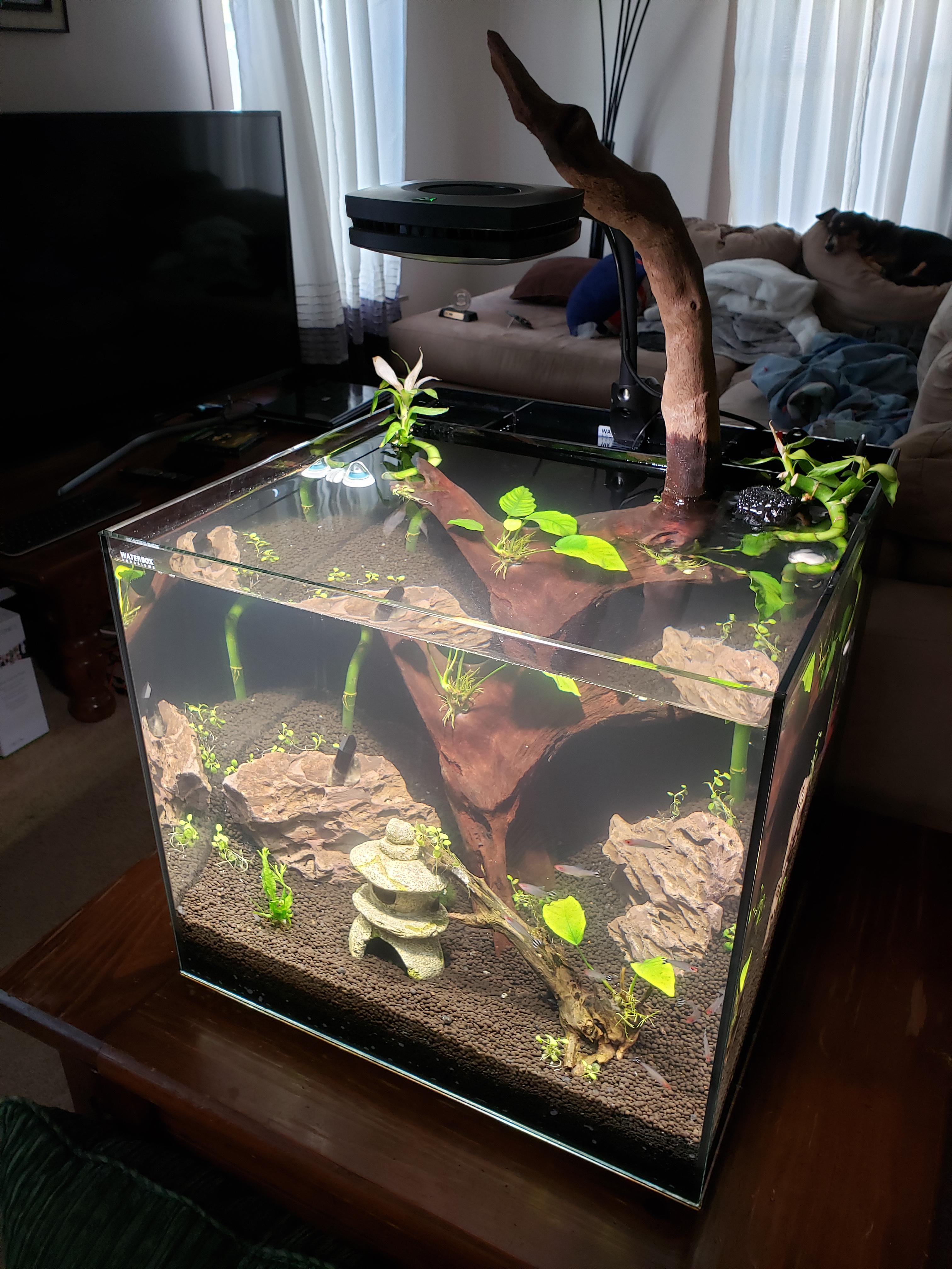 New waterbox cube all set up and planted. I'm so glad to have my wet