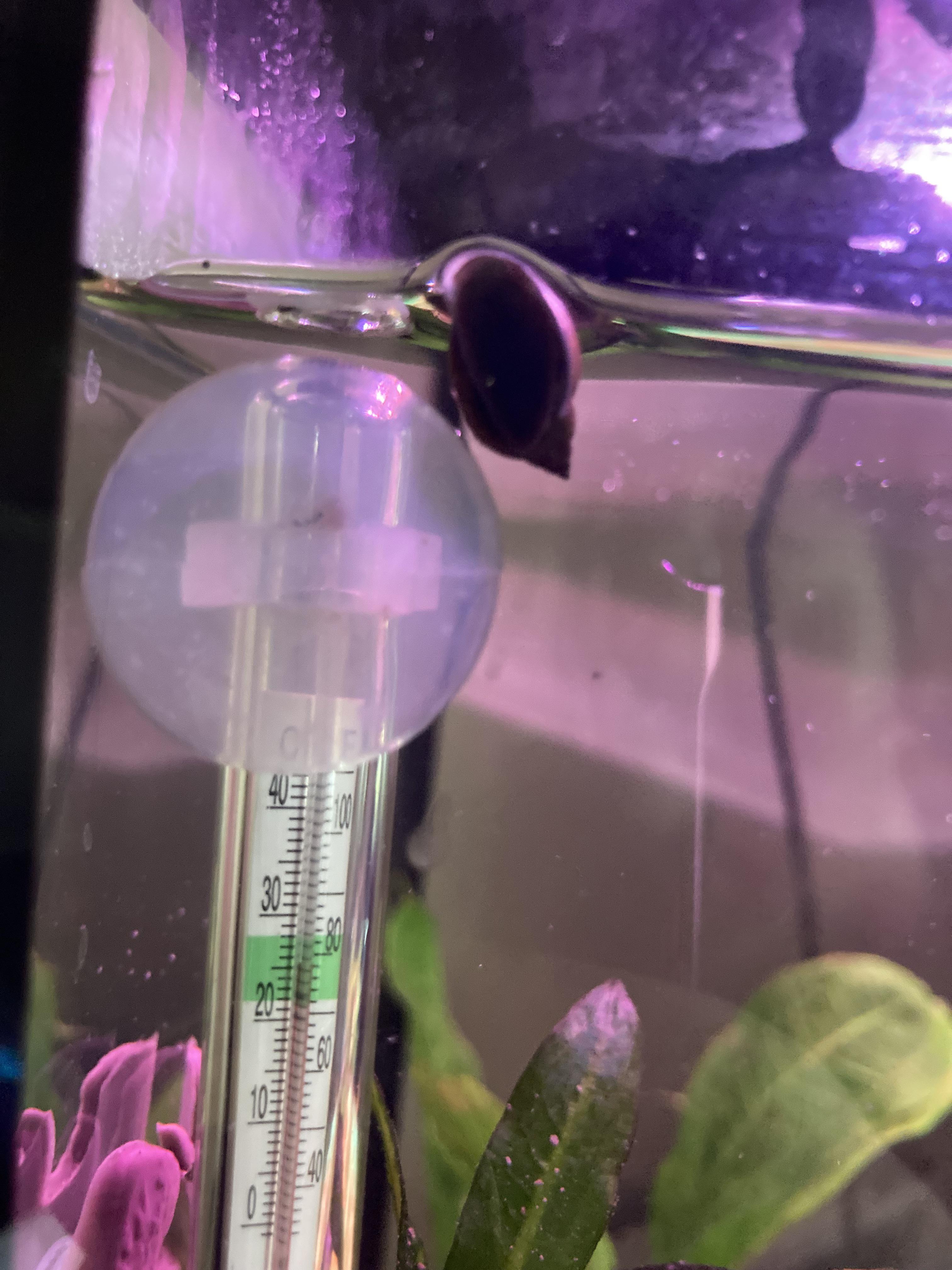 How big do bladder snails get? (Is This is a bladder snail