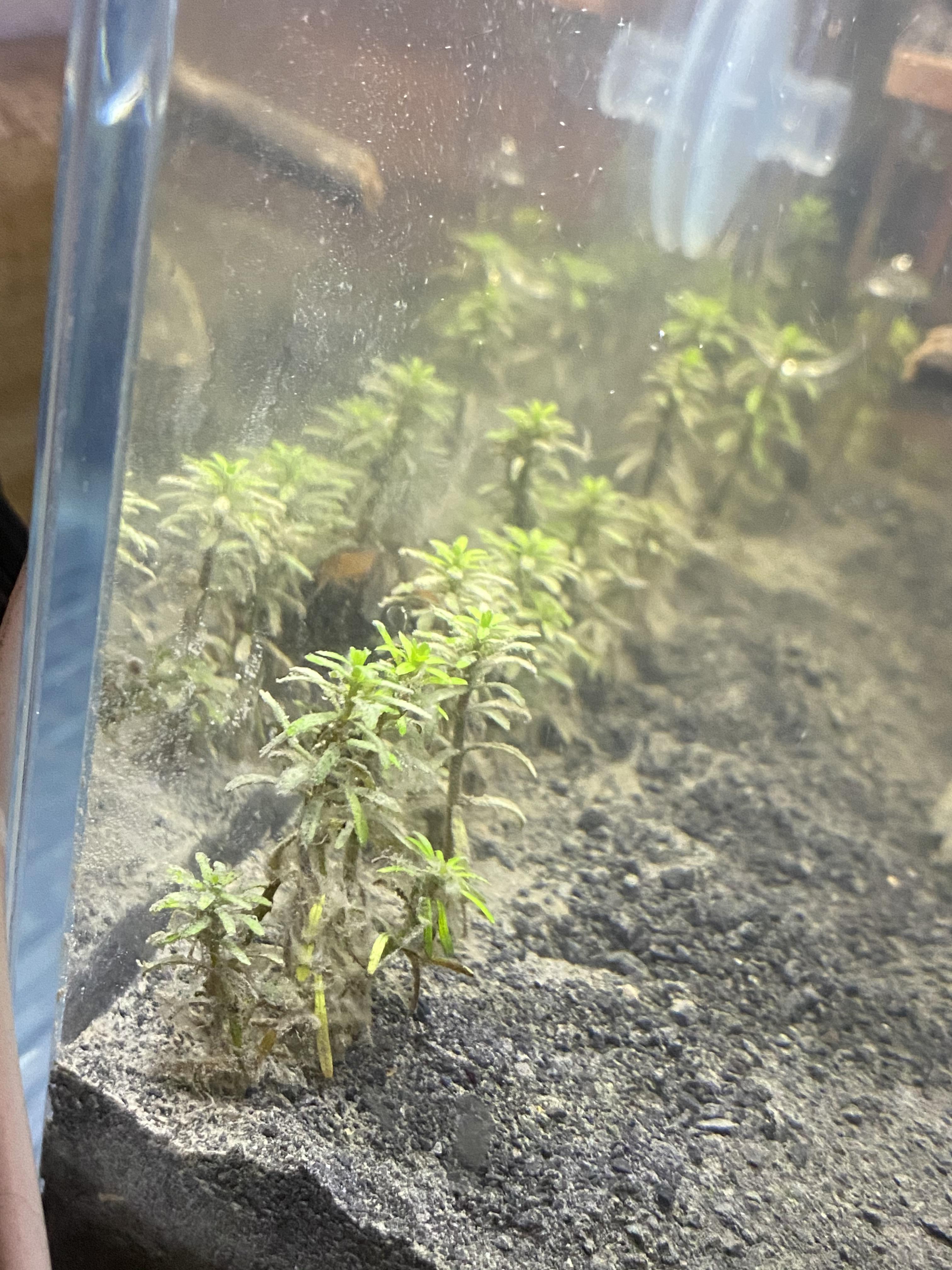 Week 2 since I’ve added Seachem Flourite Black sand. The dust is mostly