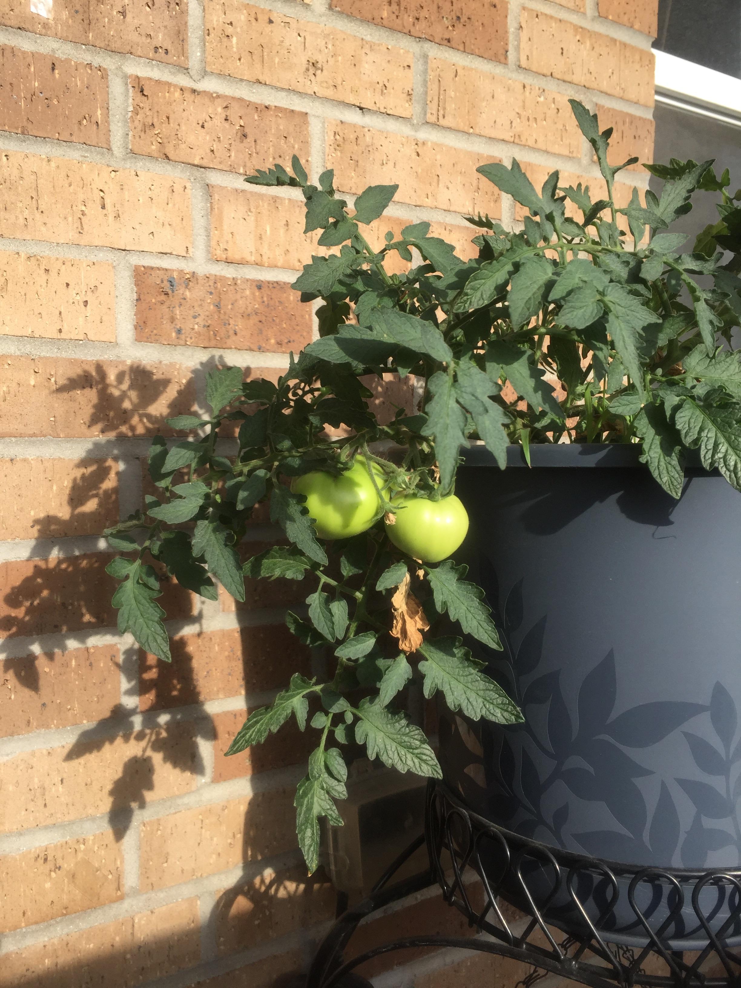 Apartment garden tomatoes ) gardenporn