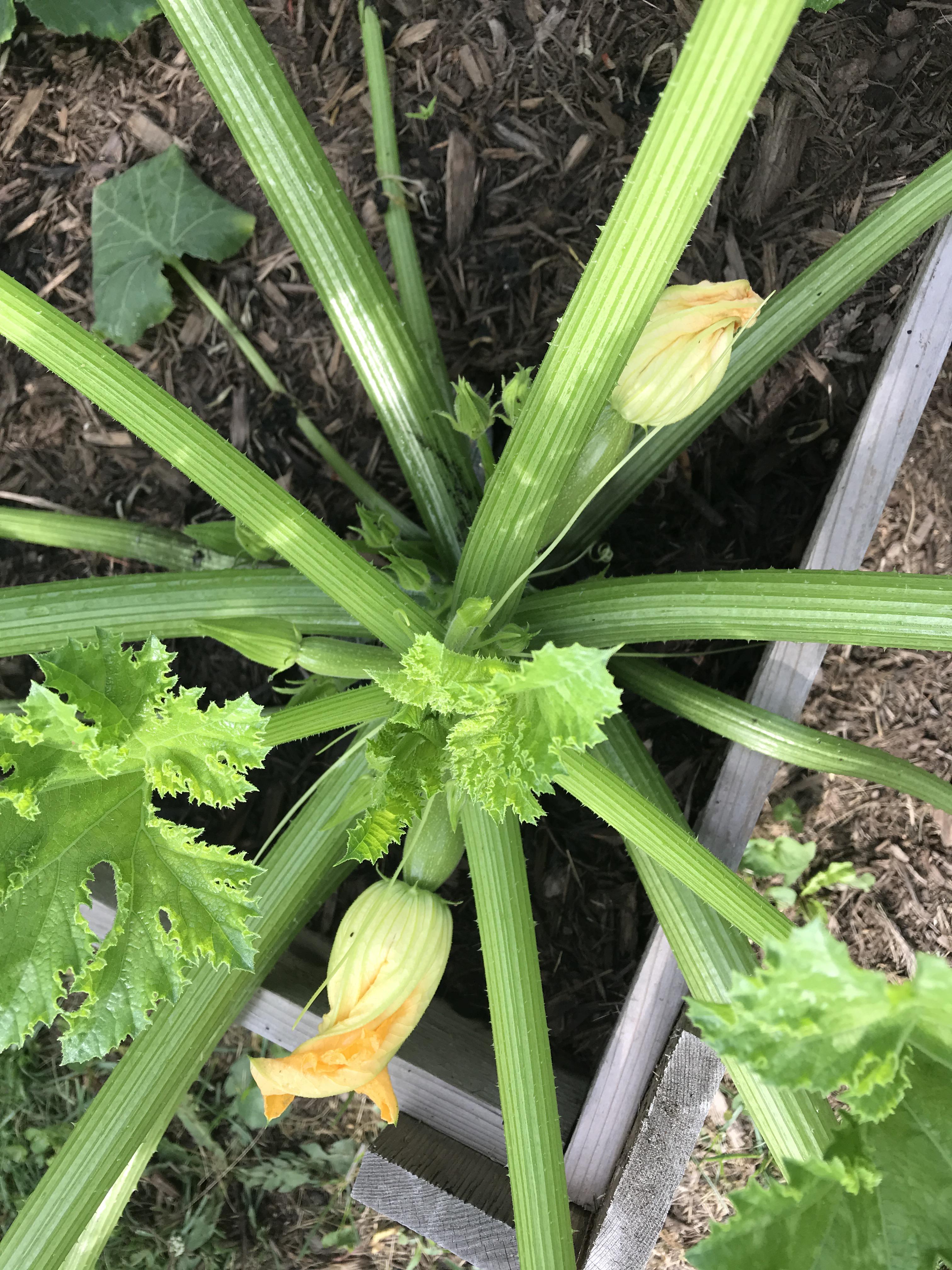 None of my zucchinis’ male blossoms are even close to opening, but we