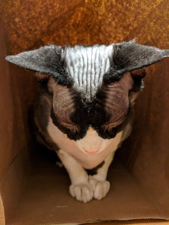 Meet my "hairless" cat. This is Flea r/aww
