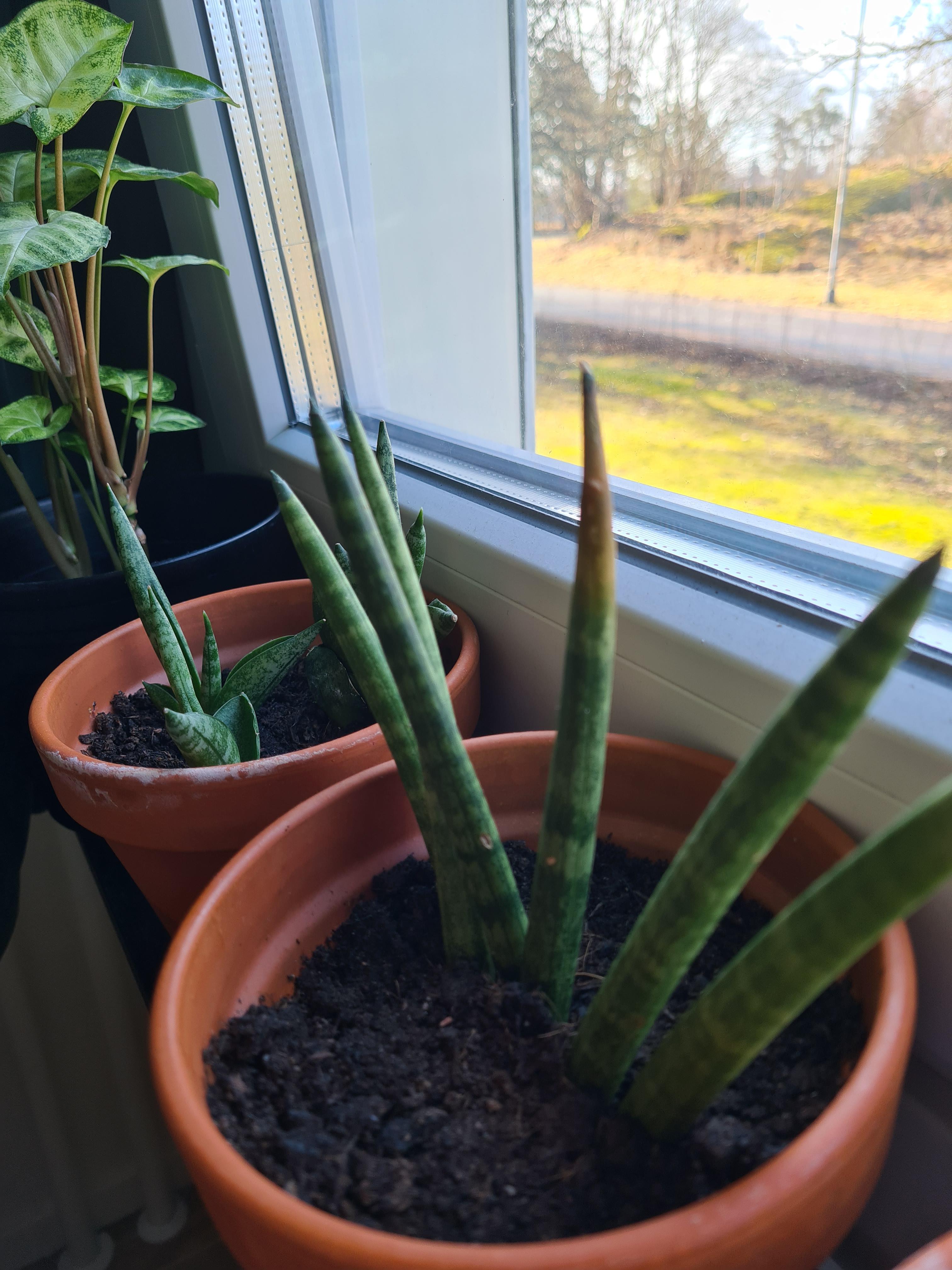 my sansevieria started rotting up top for some reason. the others seem