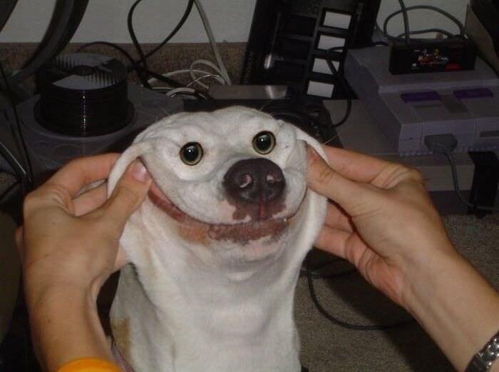 Dog Aesthetic Pfp The Y Guide