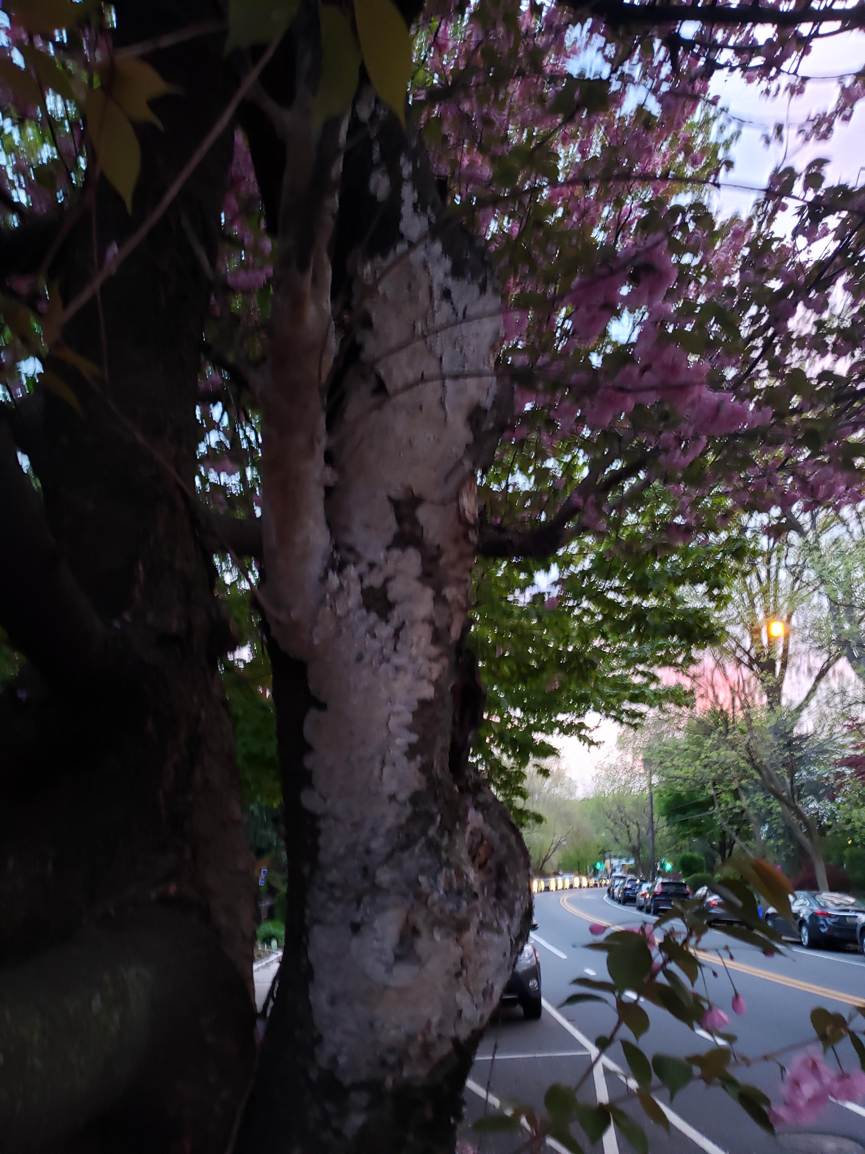 What is this growing on my tree and how do I take care of it? r/garden