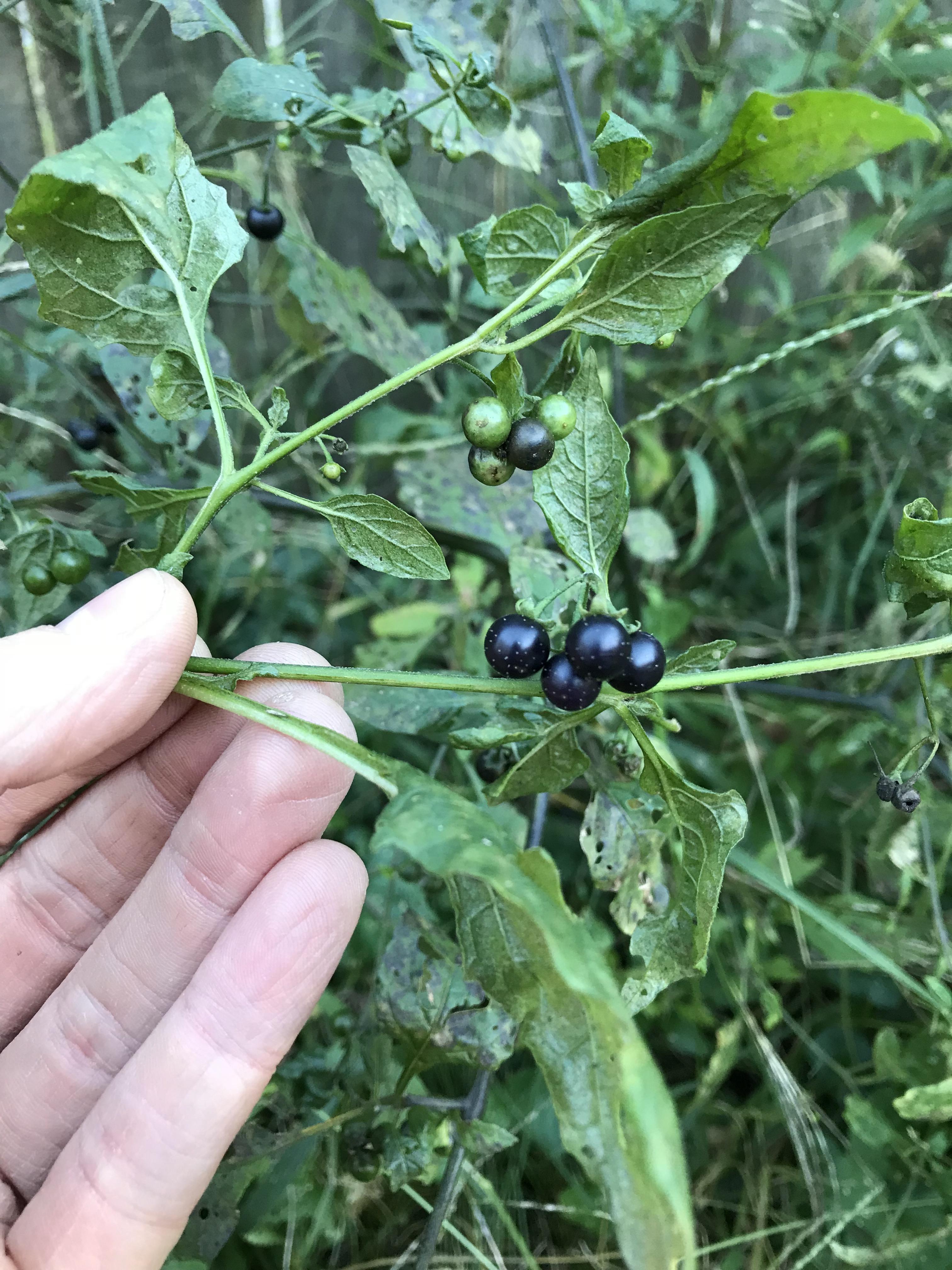Mysterious berries, found sometime last summer, Nashville TN r/foraging