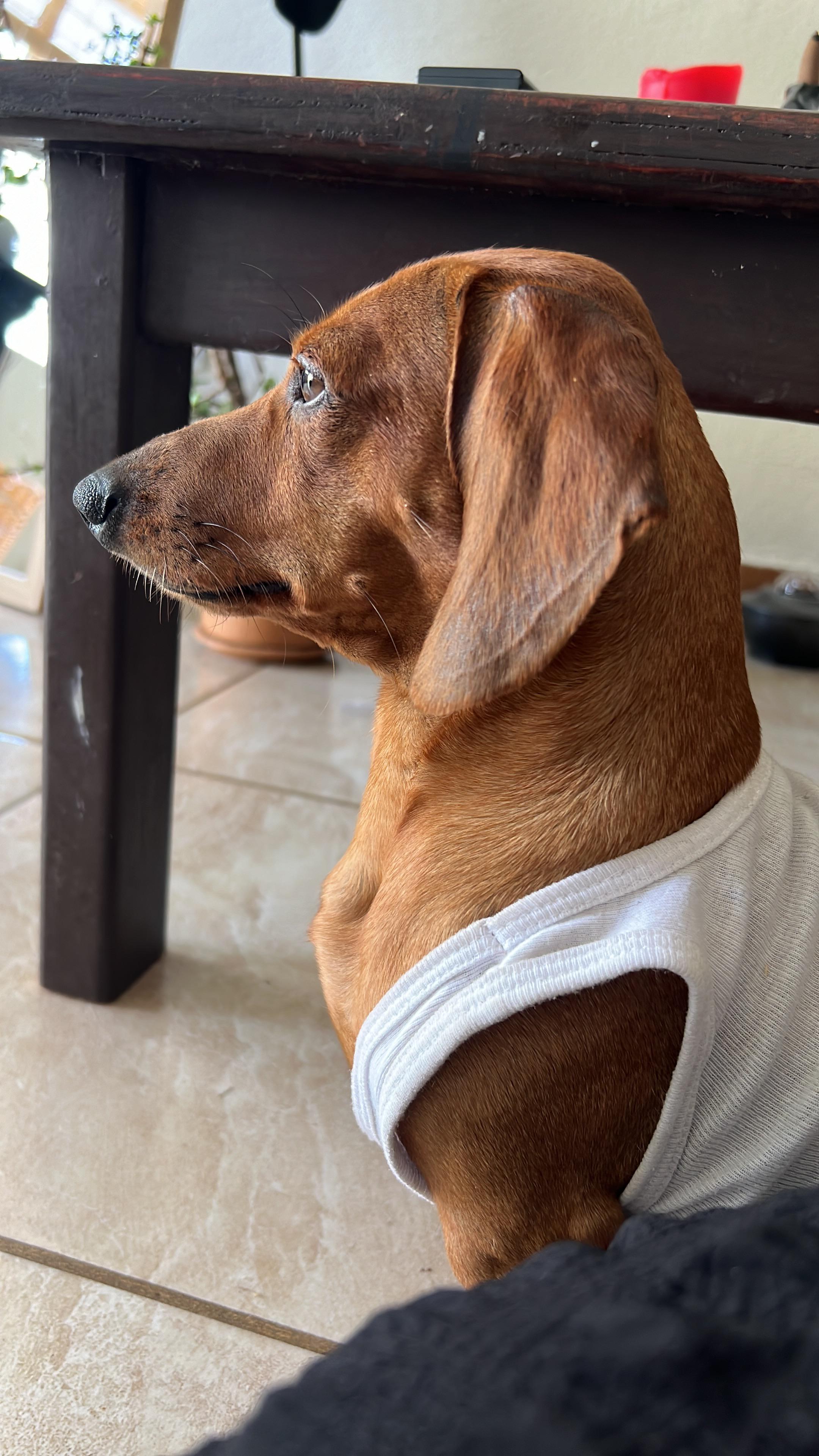Help My dog refuses to eat unless under stress. r/Dachshund