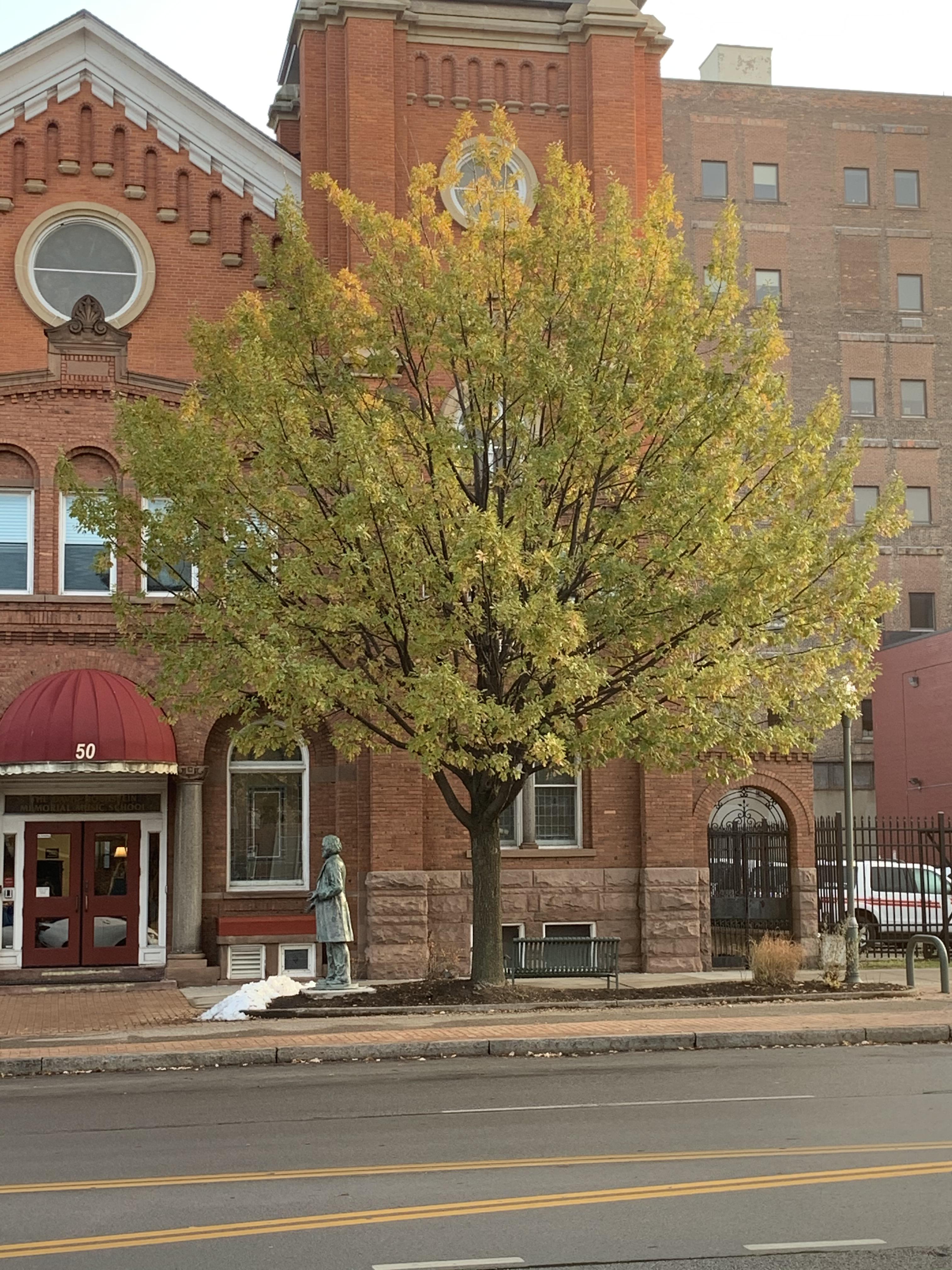 OK Rochester trees, time to drop those leaves now! r/Rochester