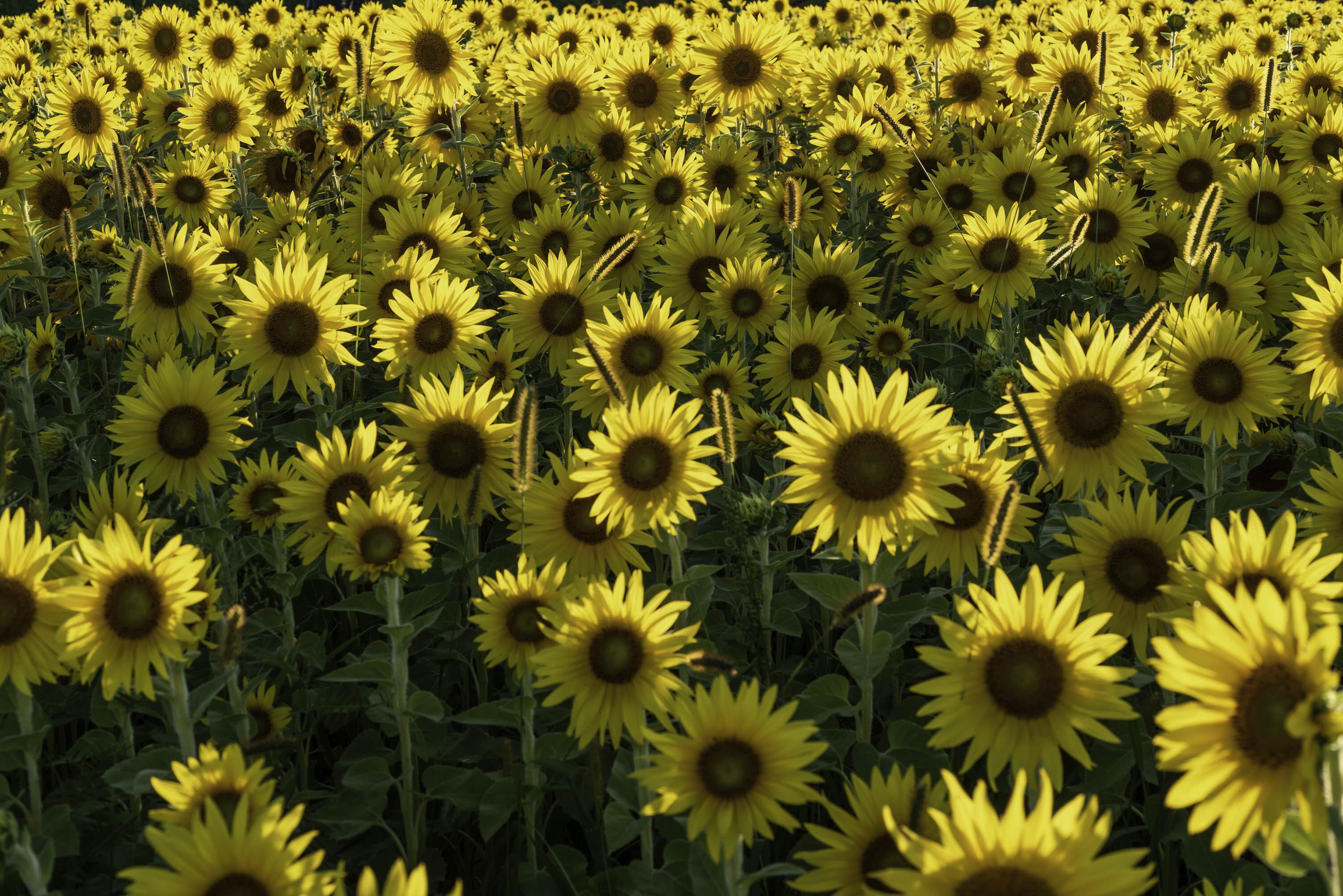 Another picture of sunflowers at the experimental farm r/ottawa