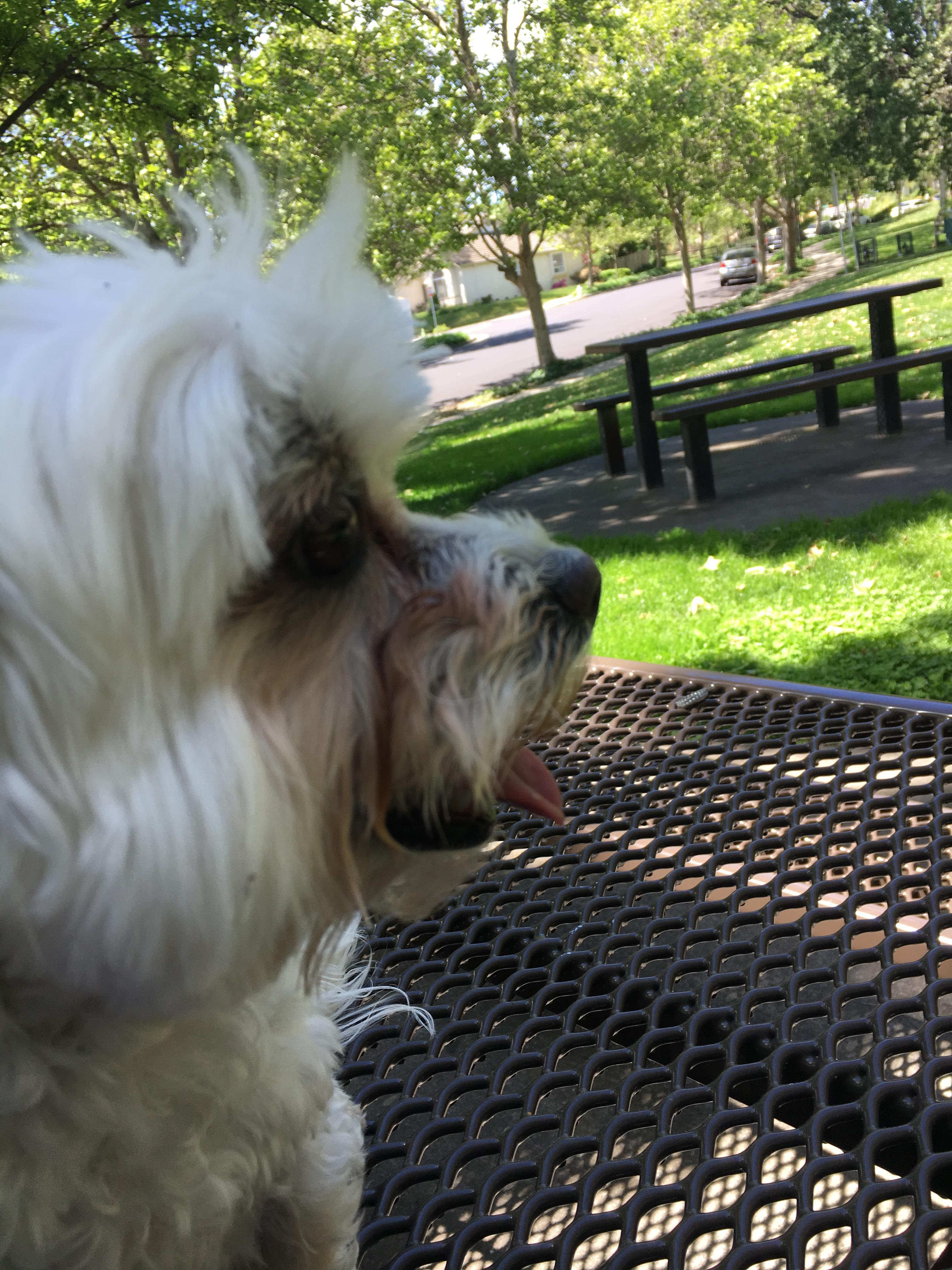 My Dog Santana Enjoying A Rest After Our Walk To The Park. r/aww