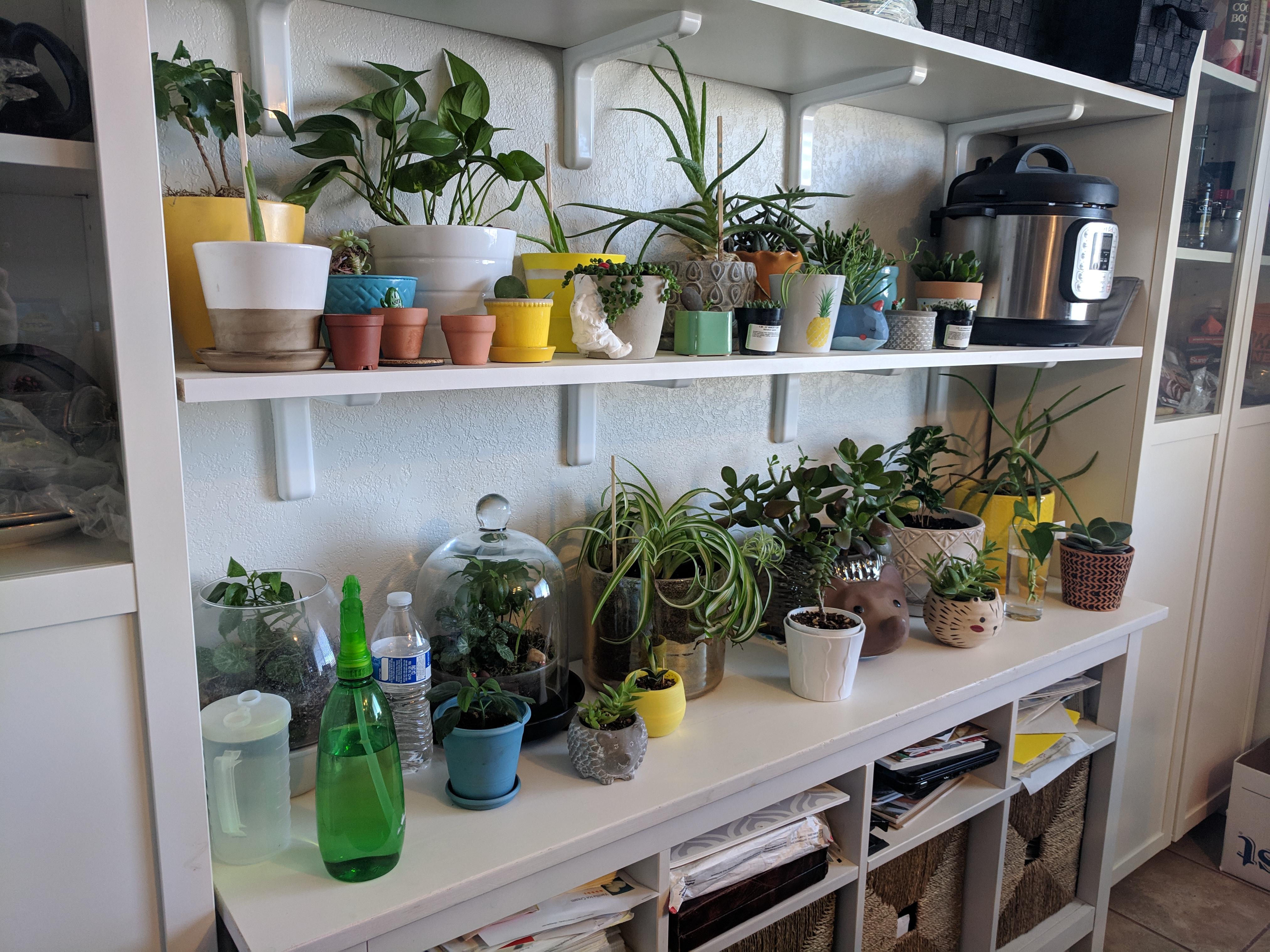 Plants In Basement 20 Indoor Plants That Thrive On Low Light / Check spelling or type a new query.