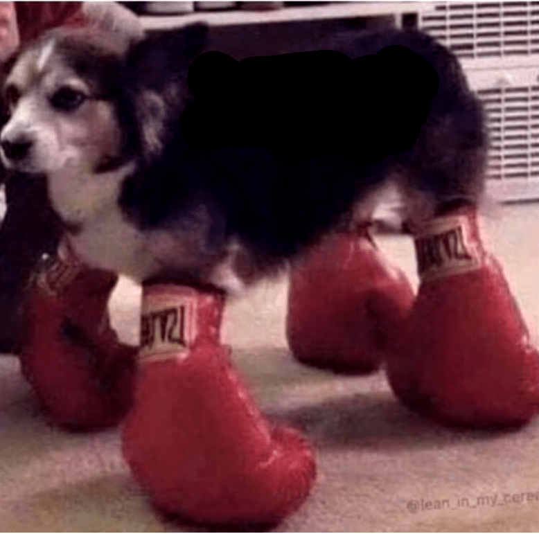 Accessoryboxing gloves for your pets attack+100 mobility27