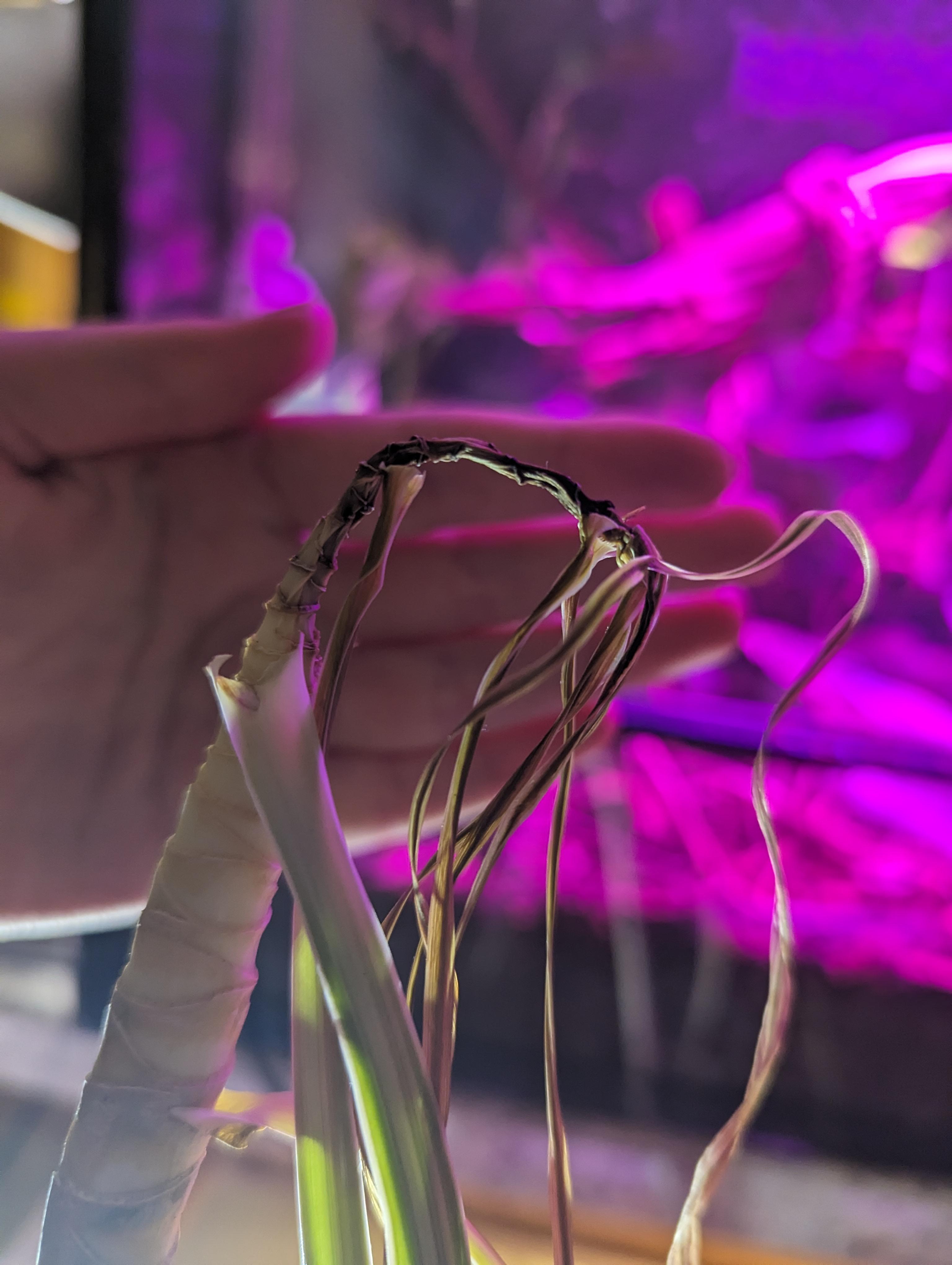 Dragon tree dieing, any ideas? r/plantclinic