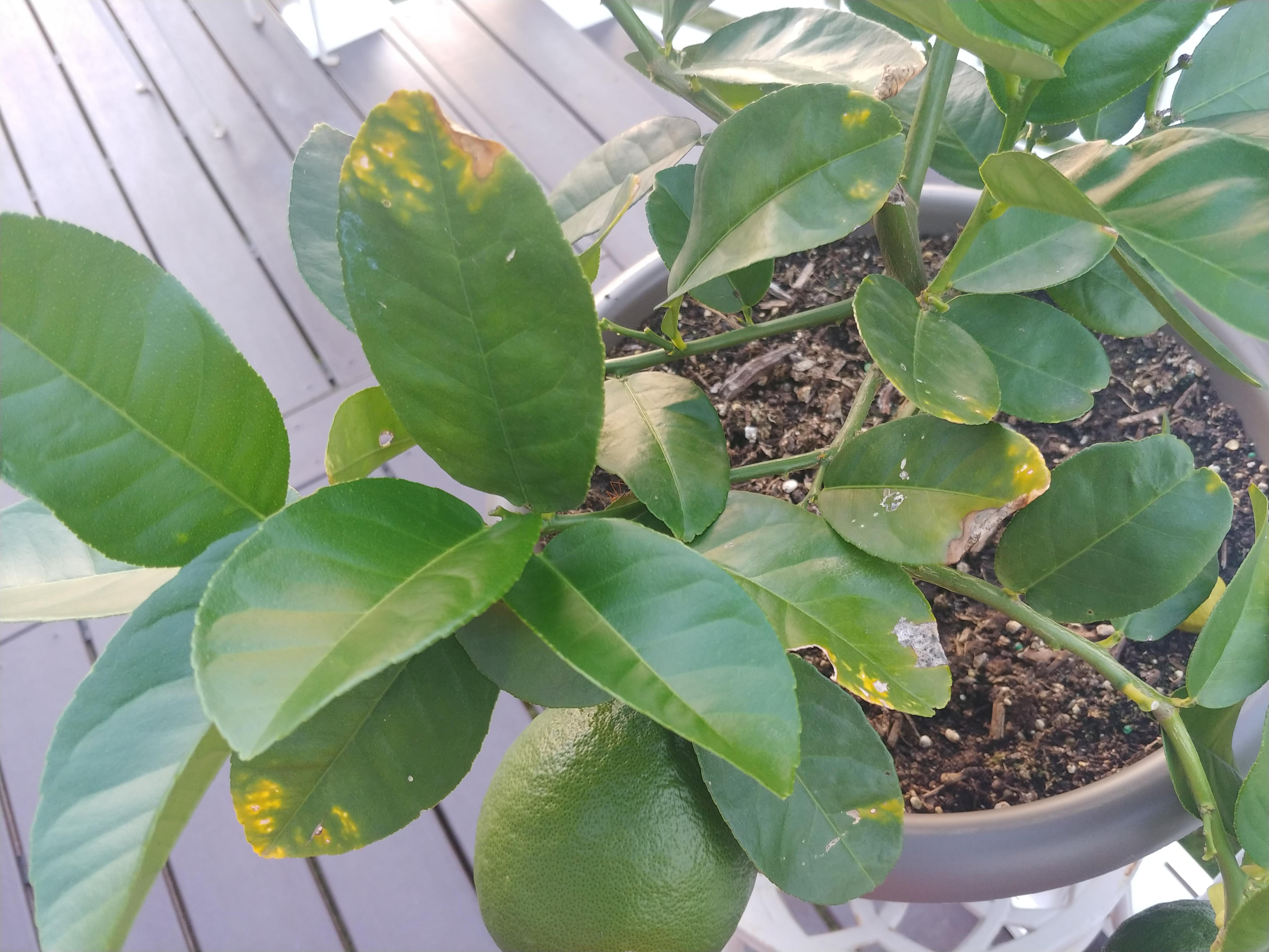 Whats eating my lemon tree leaves r/garden_maintenance