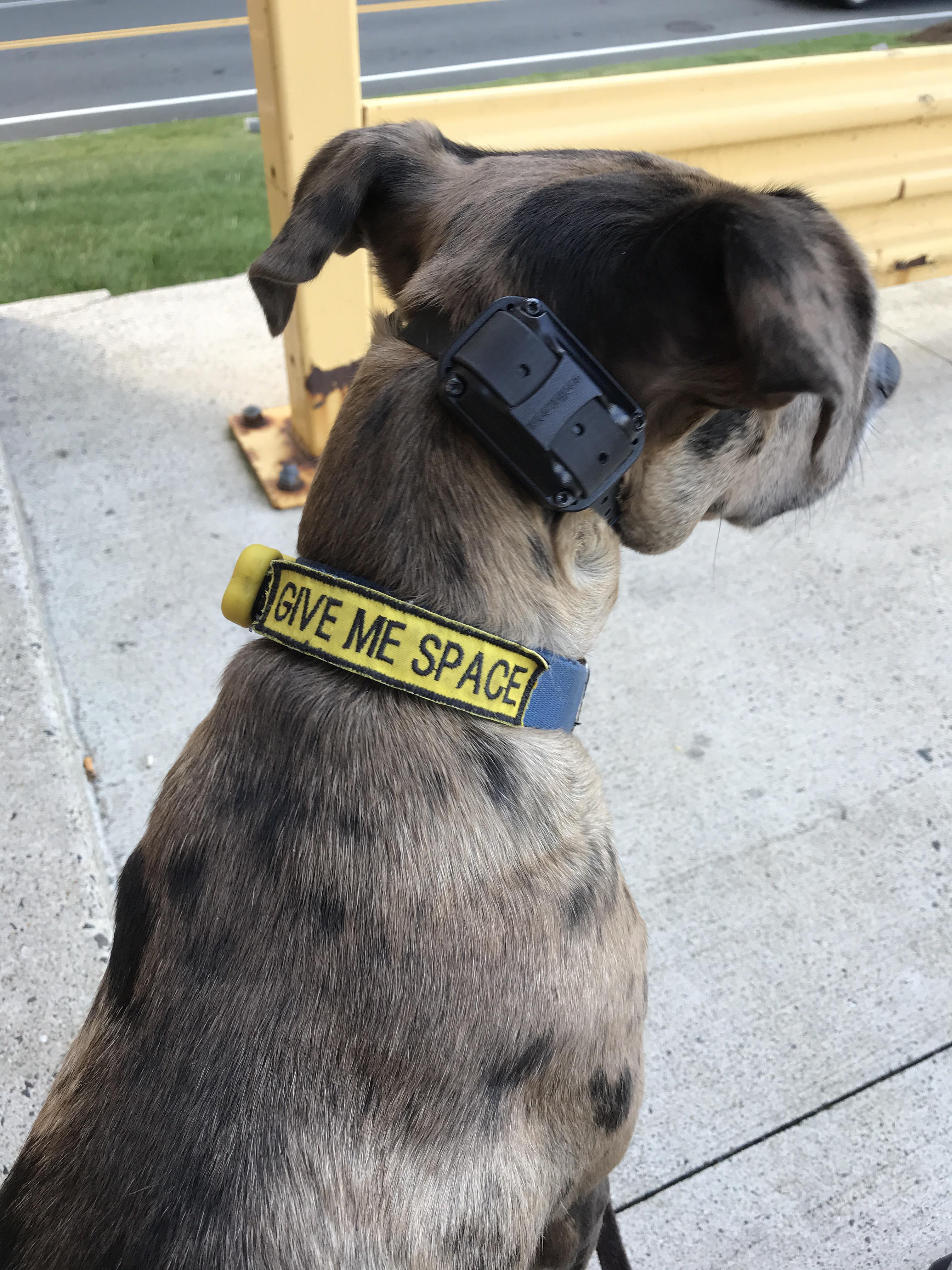 Placement/Fit Question (more info in comments) r/OpenDogTraining